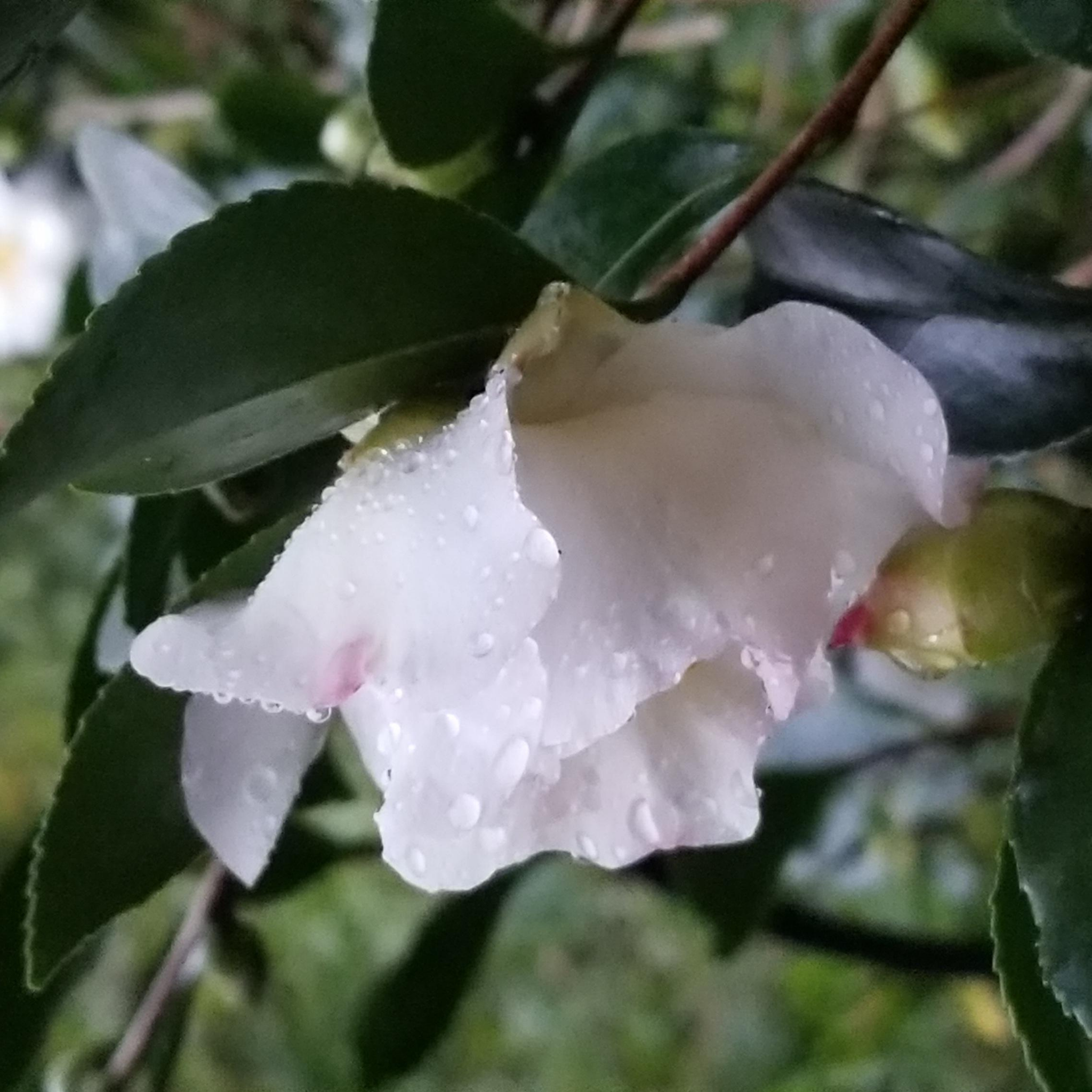 Camellia Pure Silk - Camellia sasanqua 'Pure Silk'