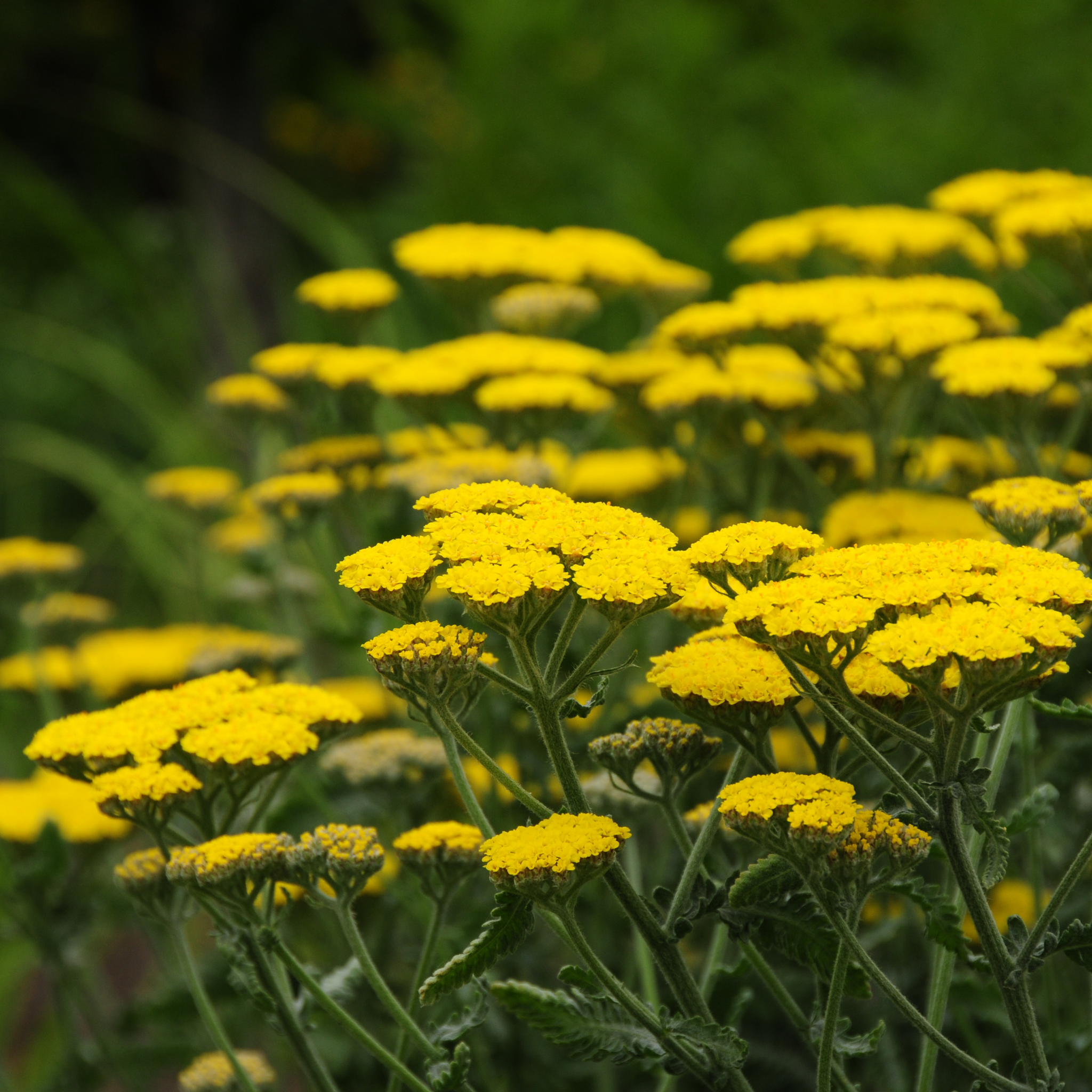 Ornamental Yarrow - Achillea clypeolata