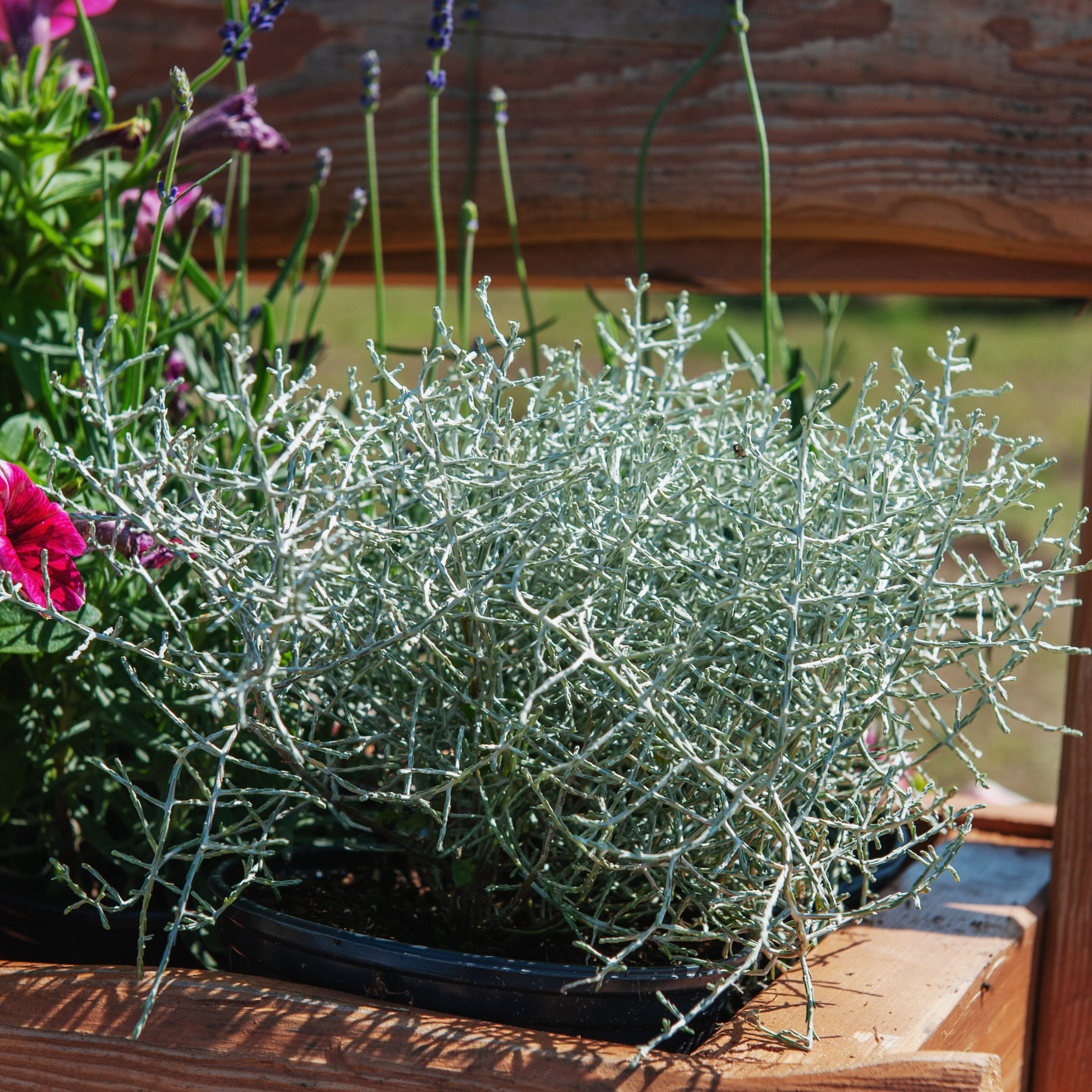 Cushion Bush - Leucophyta brownii