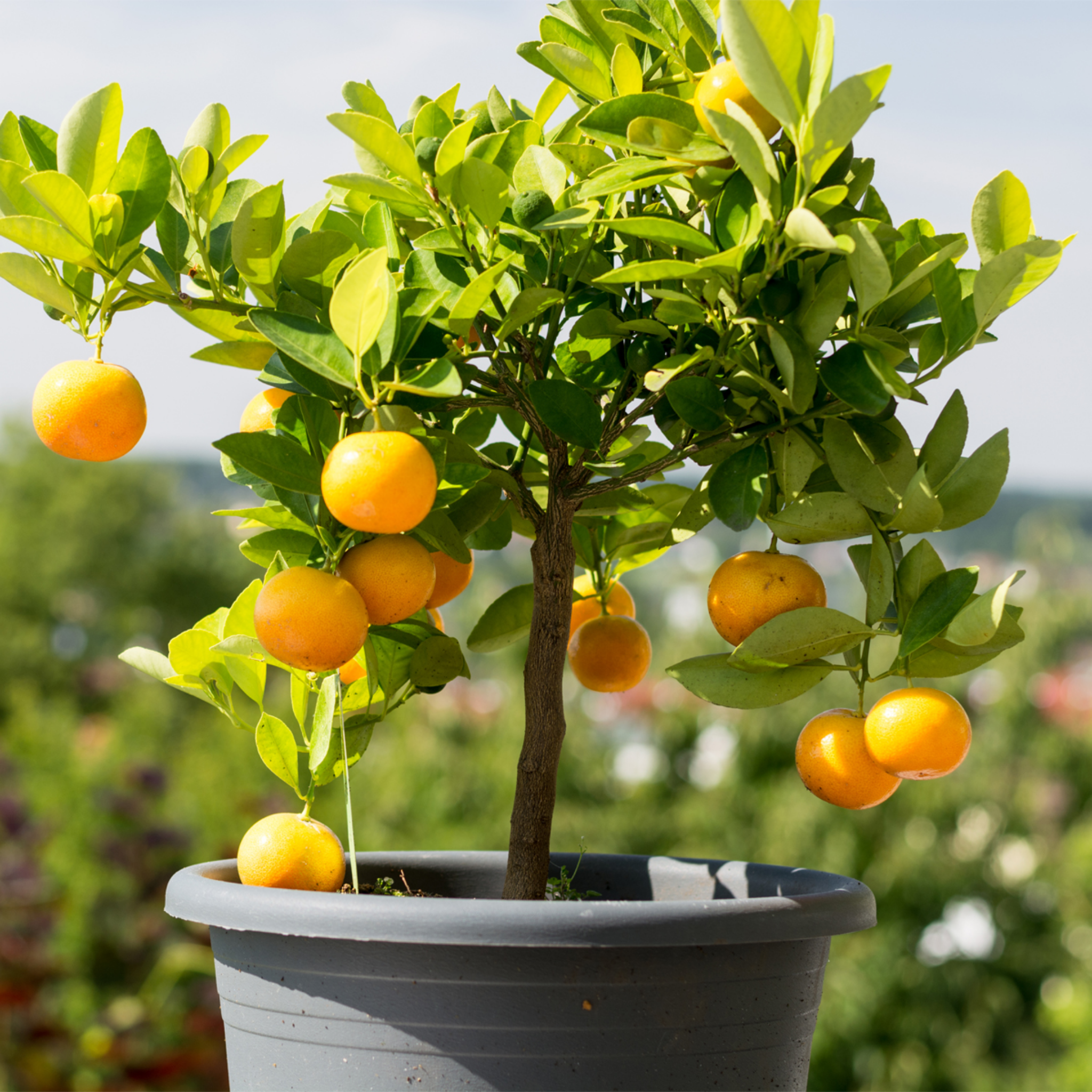 Dwarf Orange Tree (Washington Navel) - Citrus sinensis Washington Navel Dwarf