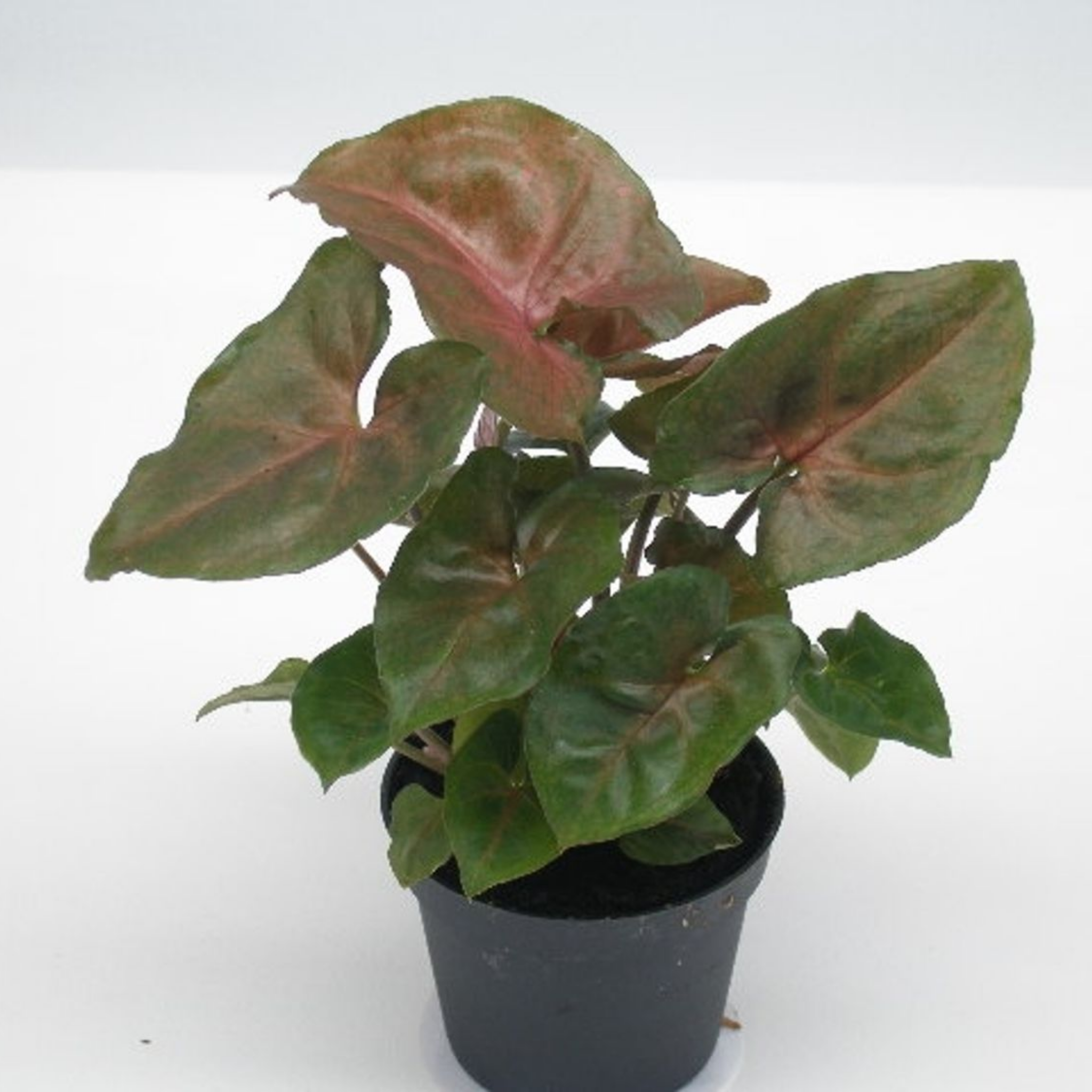 Bronze Syngonium - Syngonium podophyllum ‘Maria’ Arrowhead Plant