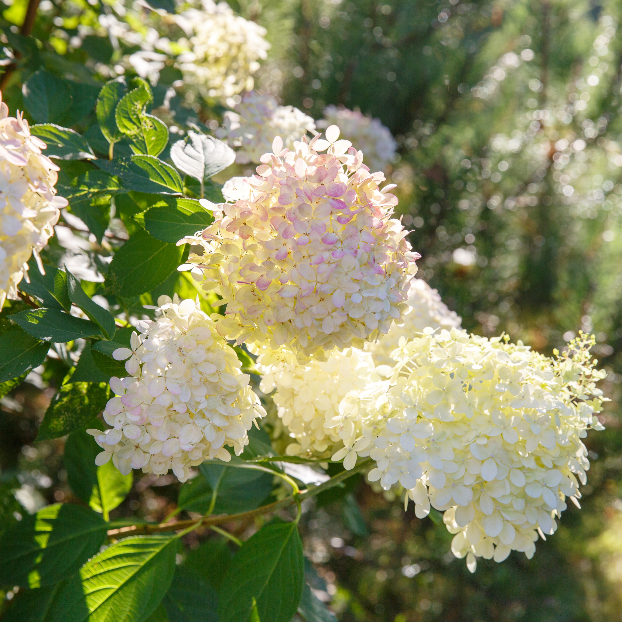 Panicled Hydrangea Candlelight PBR - Hydrangea paniculata Candlelight PBR