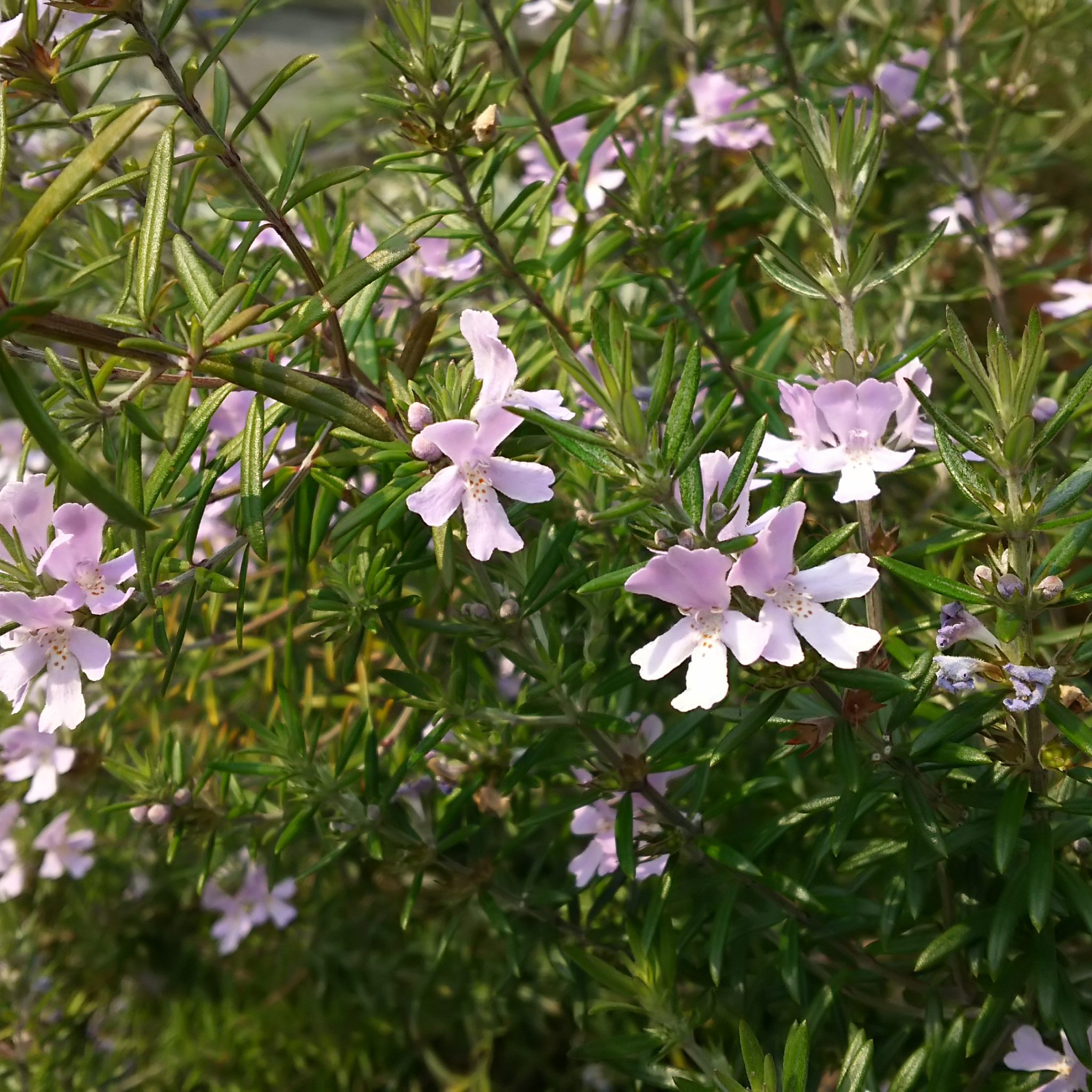 Coastal Rosemary Naringa - Westringia fruticosa Naringa PBR