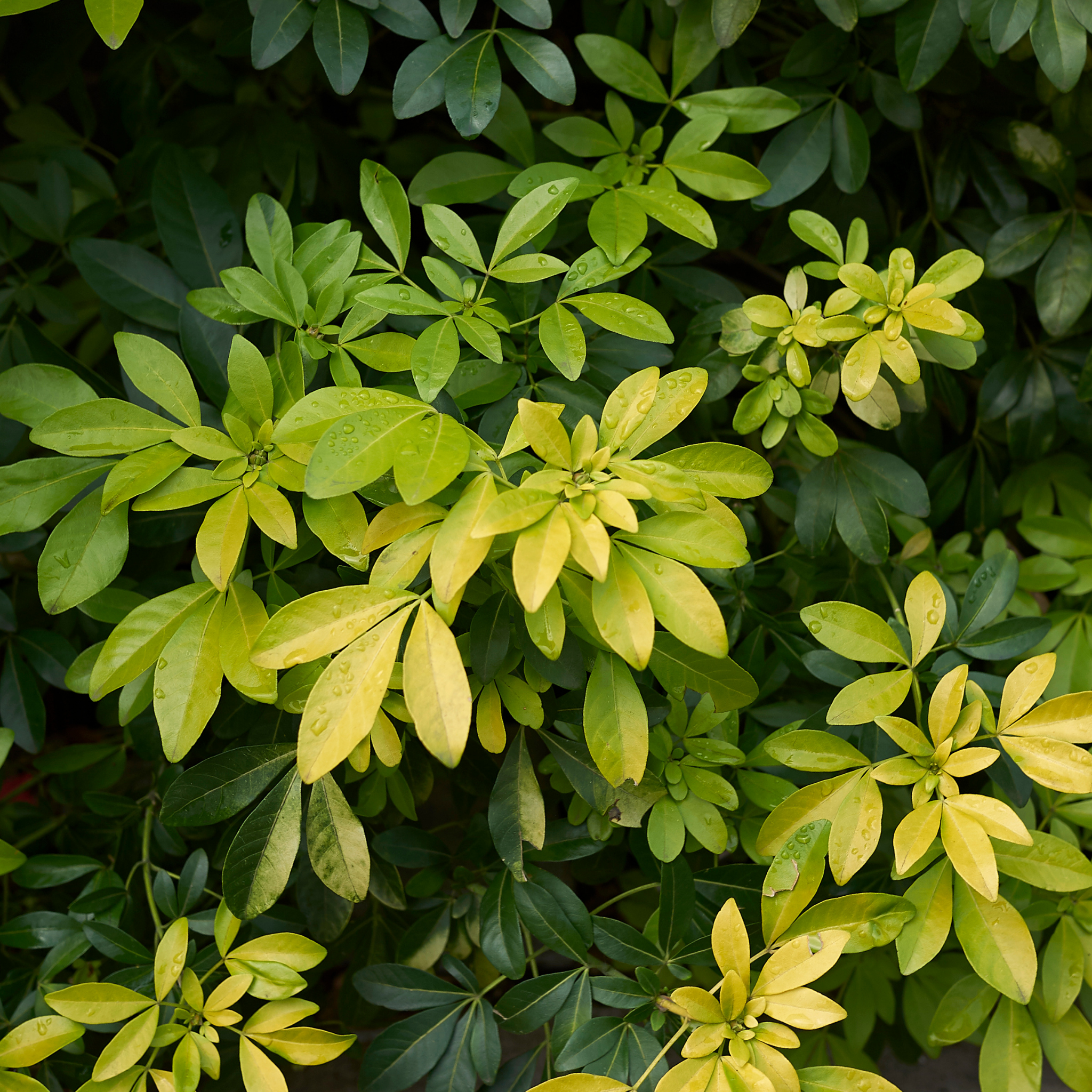 Mexican Orange Blossom - Choisya ternata