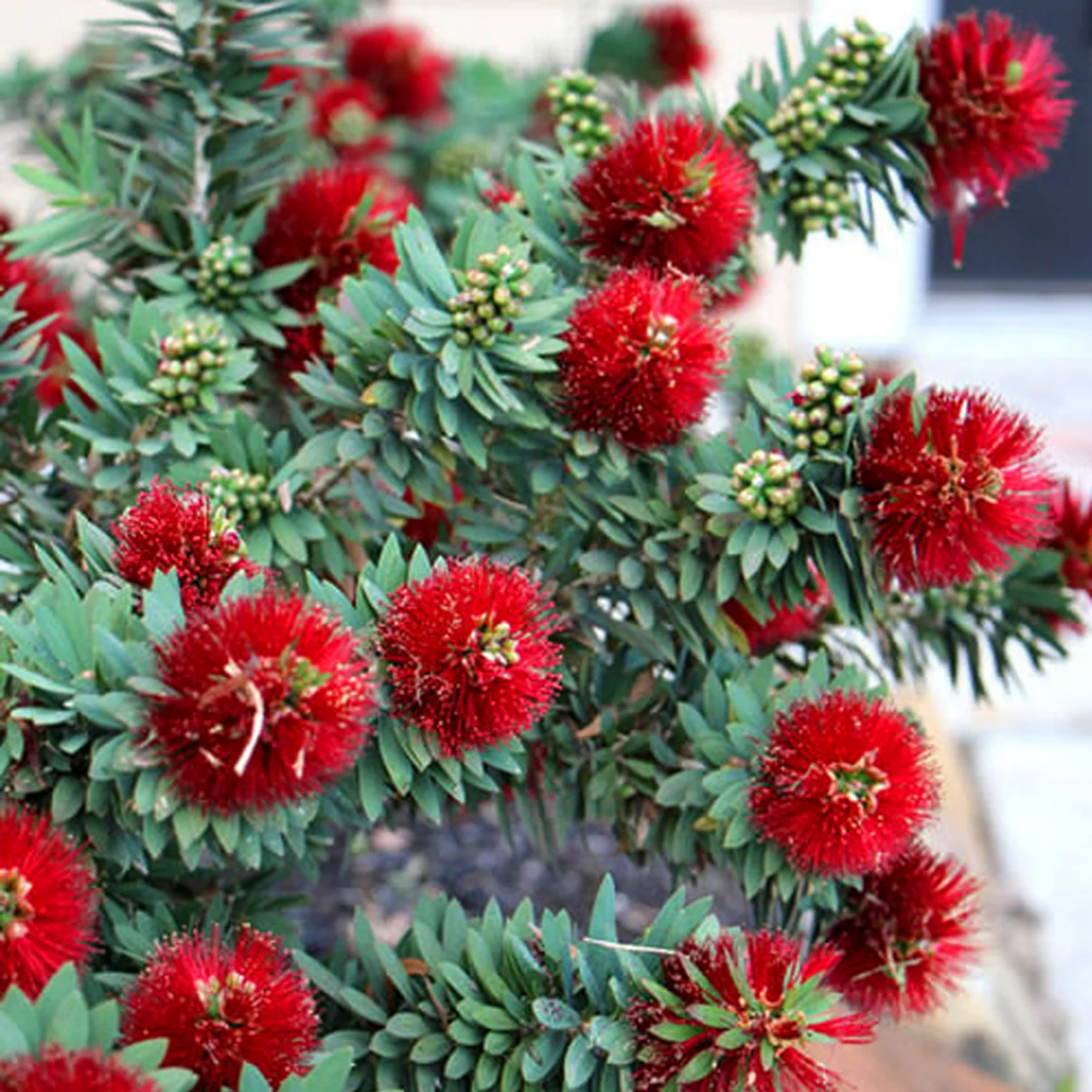 Dwarf Bottlebrush Little John - Callistemon viminalis 'Little John'