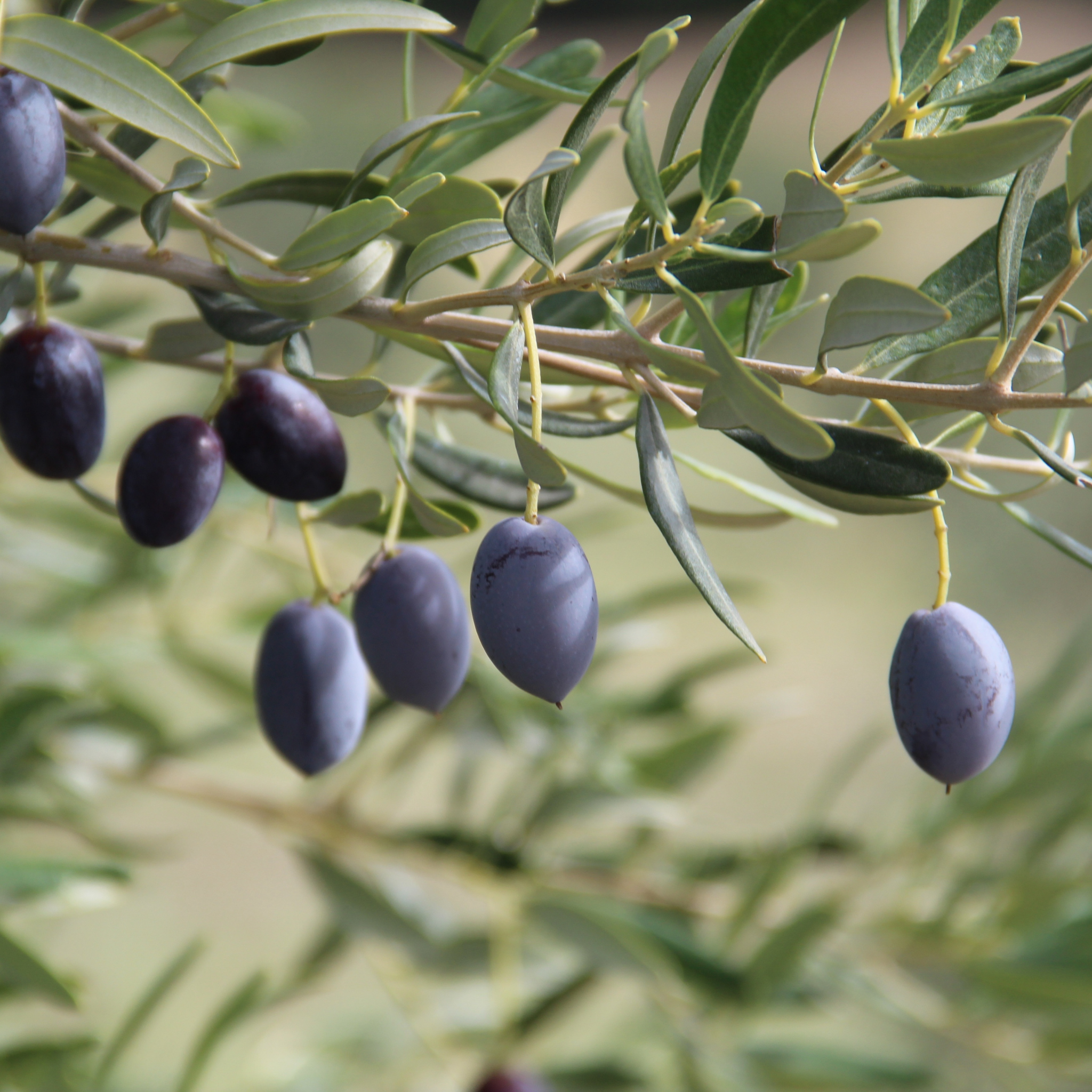 Kalamata Olive Tree - Olea europaea Kalamata