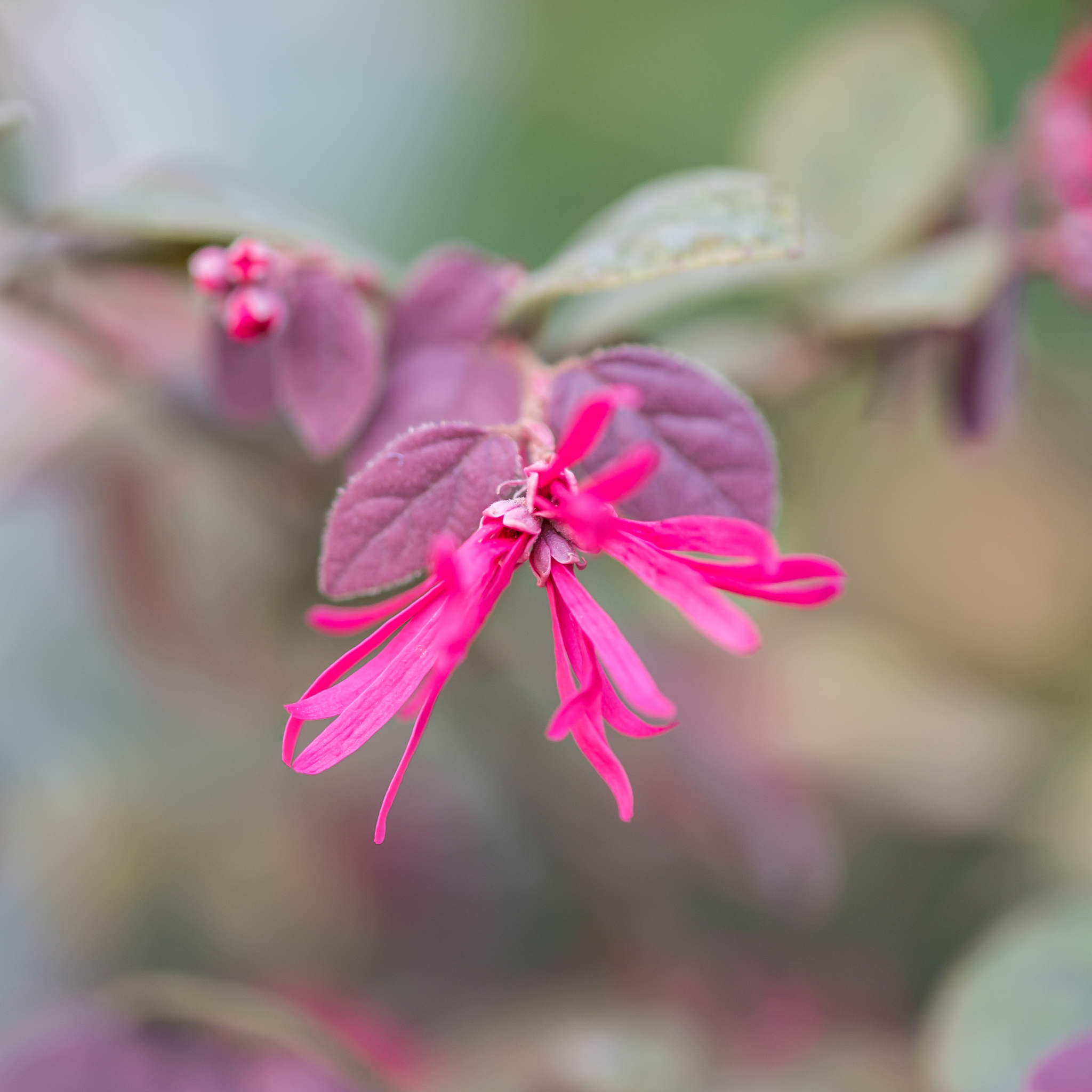 Chinese fringe flower - Loropetalum chinense Plum Gorgeous PBR