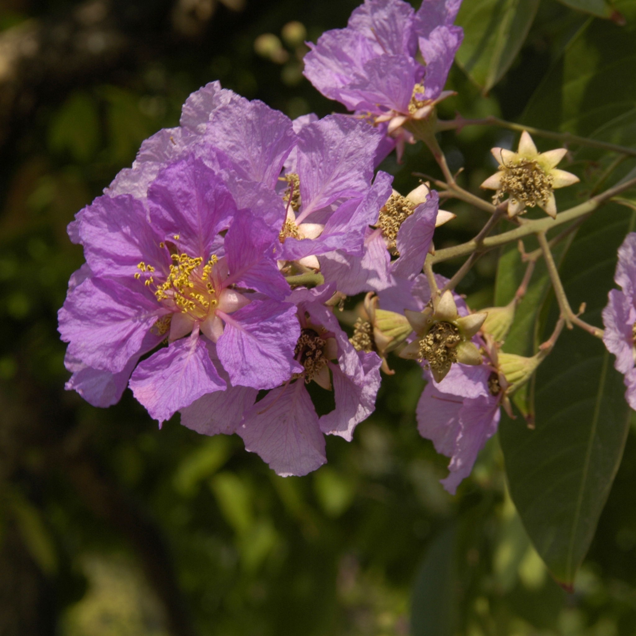 Purple Crepe Myrtle - Lagerstroemia indica fauriei Lipan
