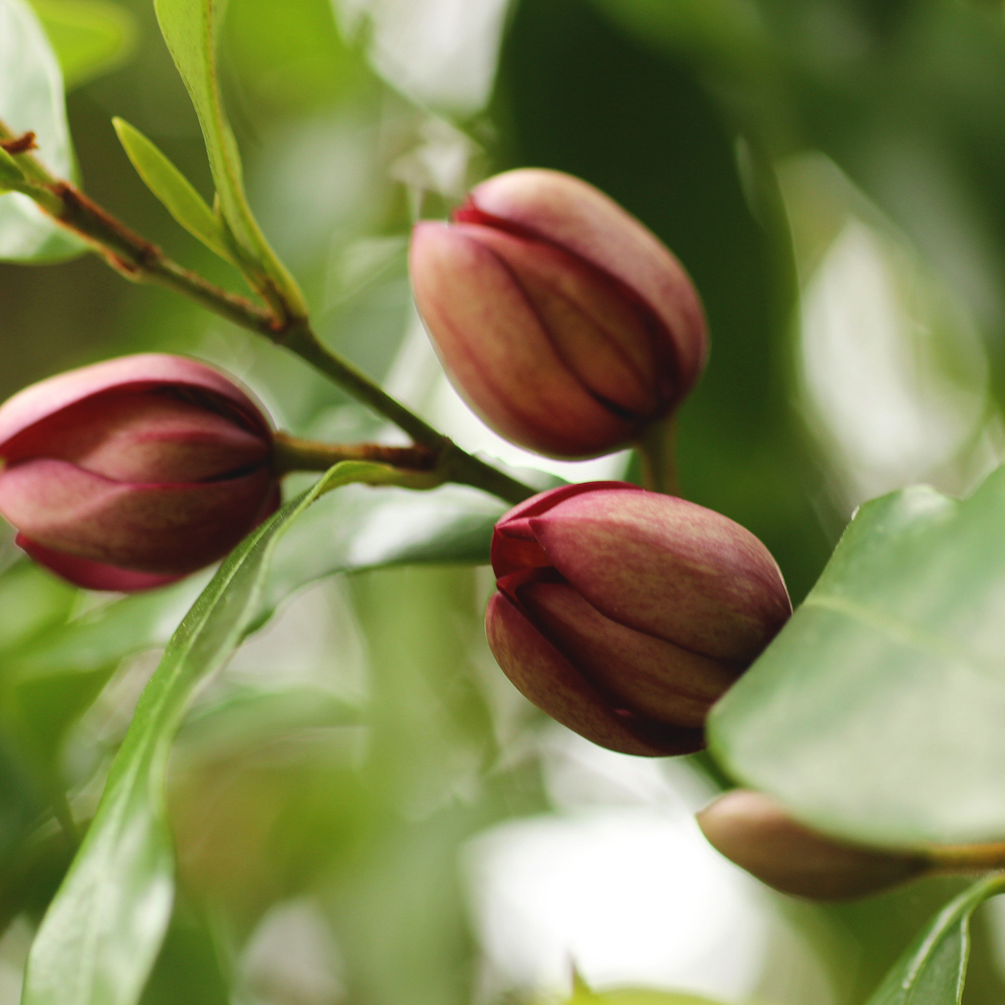 Port Wine Magnolia - Magnolia Michelia figo