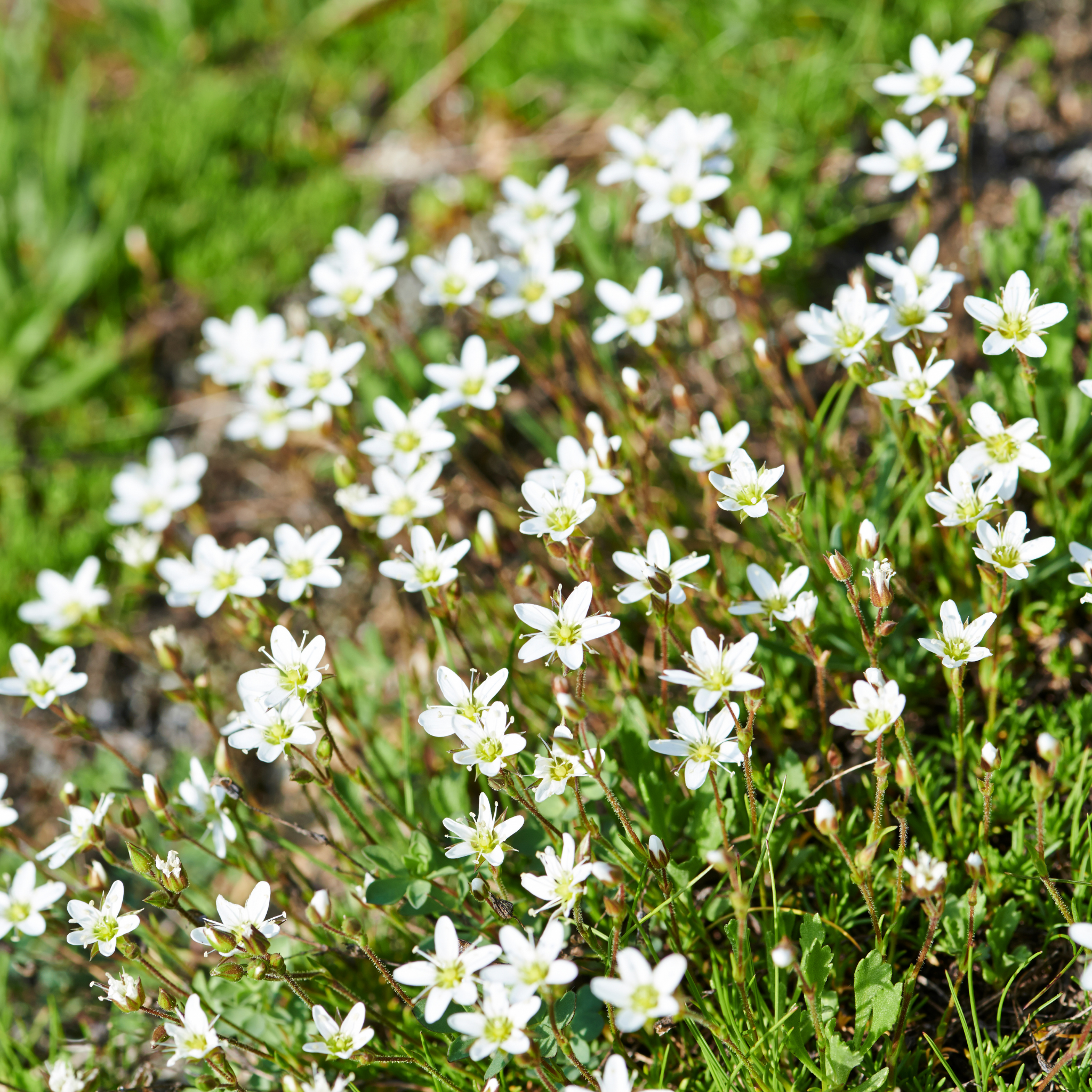 Mountain Sandwort - Arenaria montana