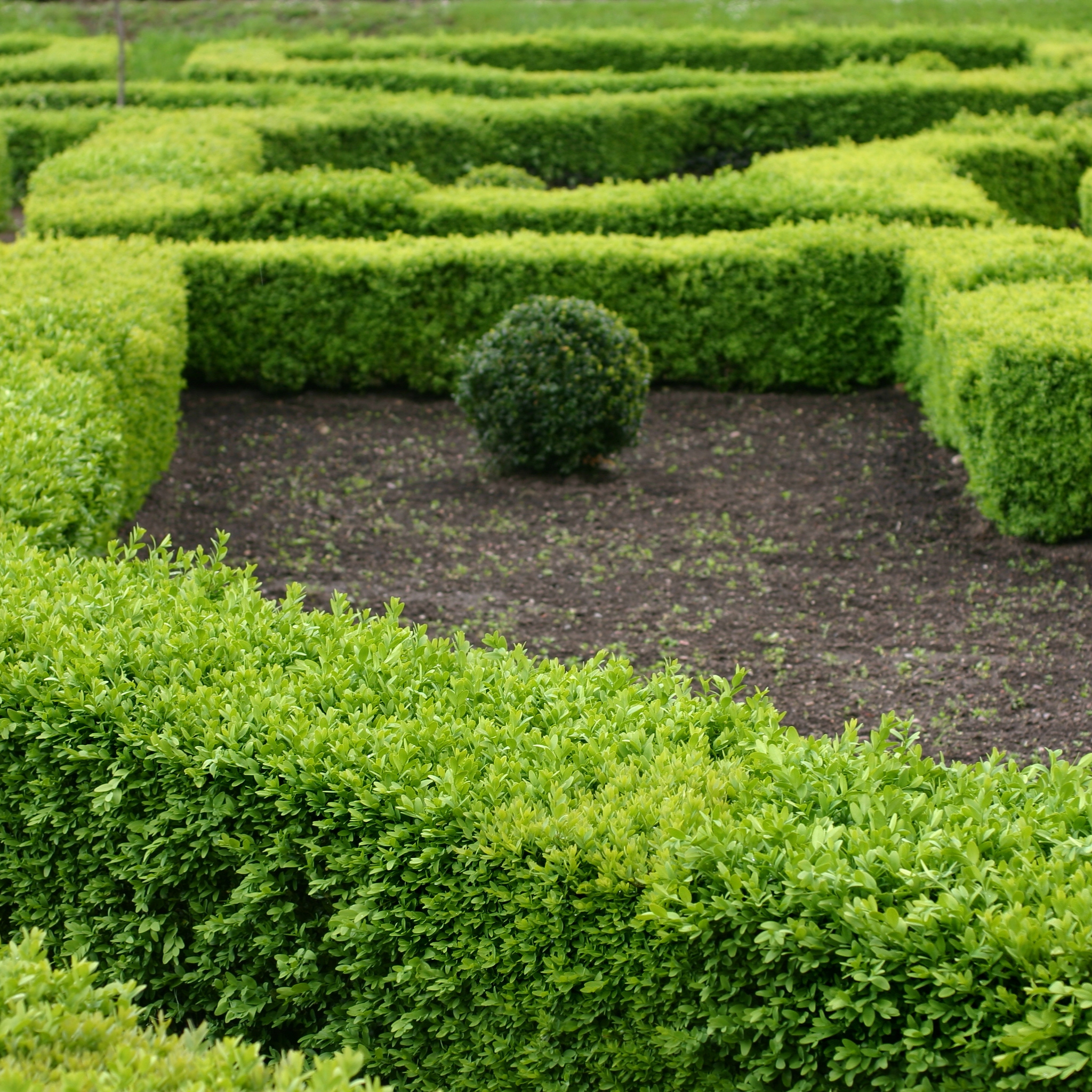 Neatly trimmed hedges forming a geometric pattern in a garden.