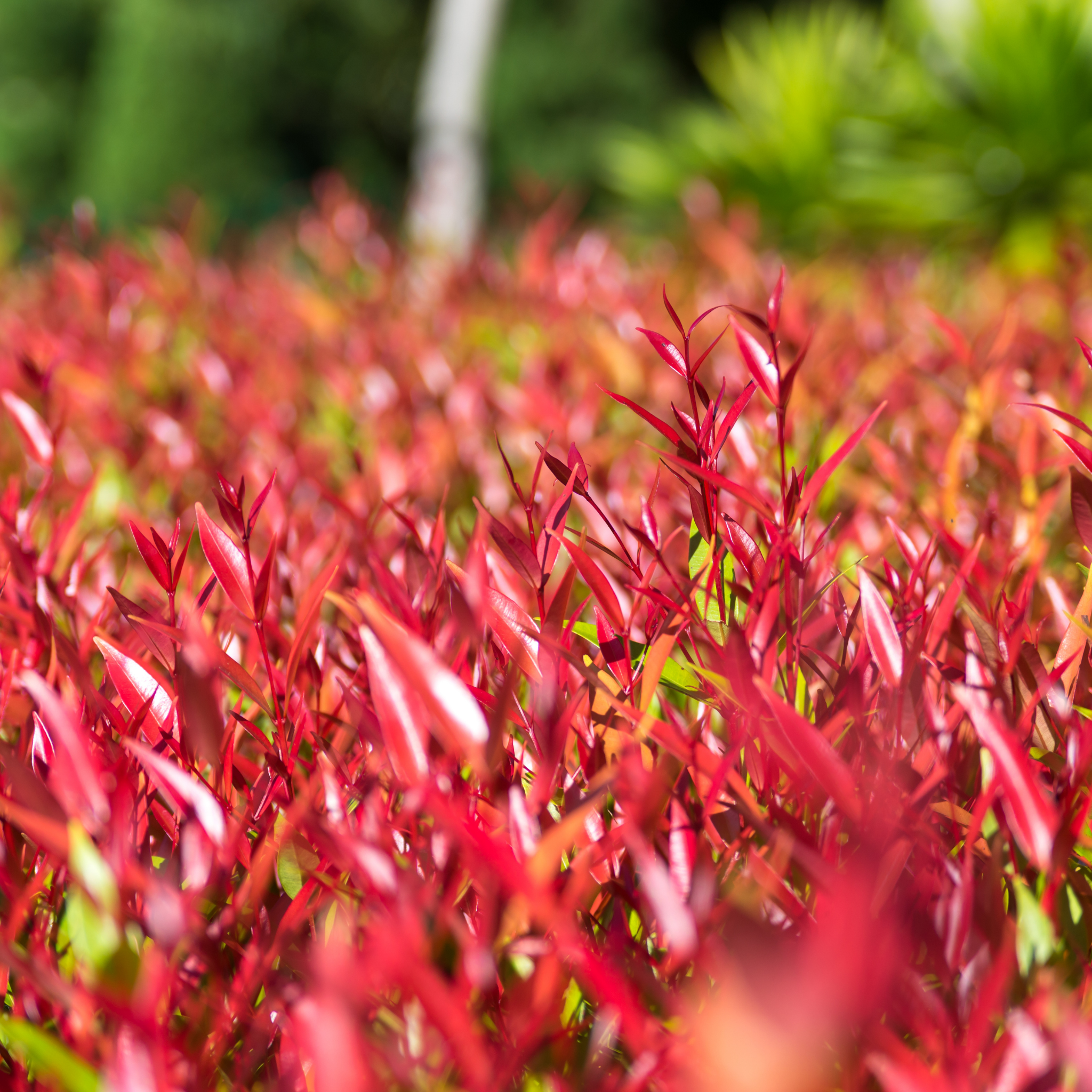Lilly Pilly - Brush Cherry - Syzygium australe