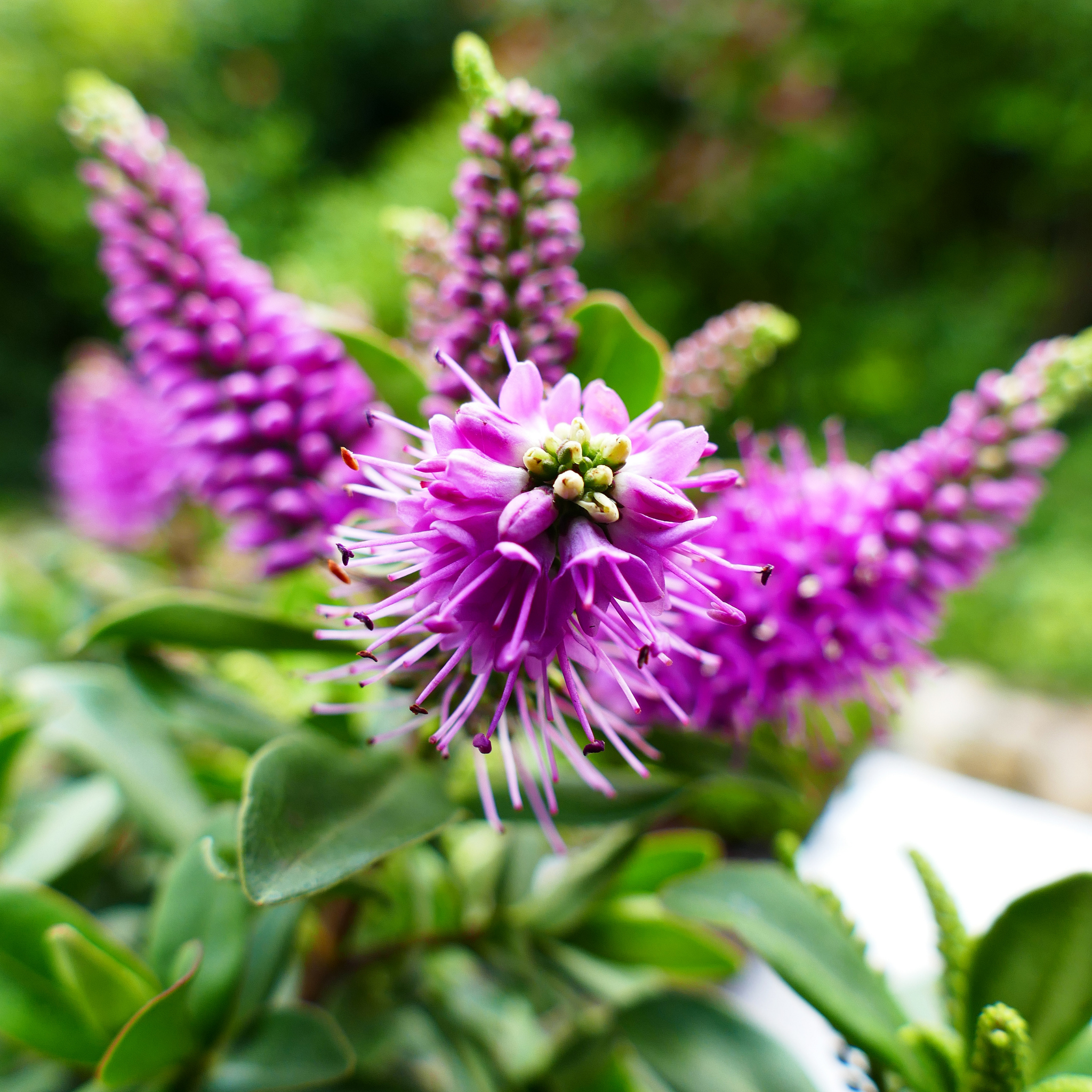 Hebe hybrida Pretty N Pink