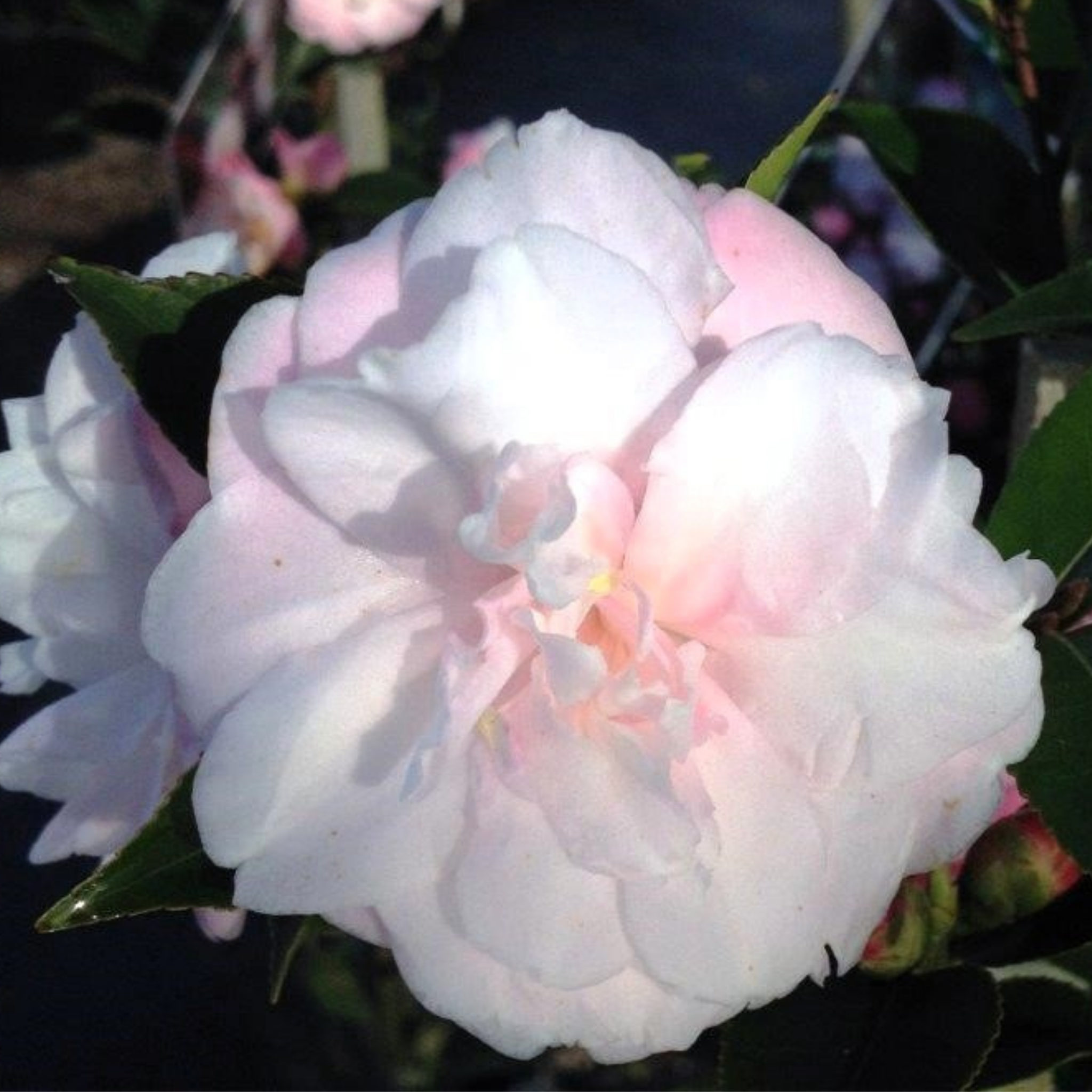 Camellia Sweet Jane - Camellia hybrida 'Sweet Jane'