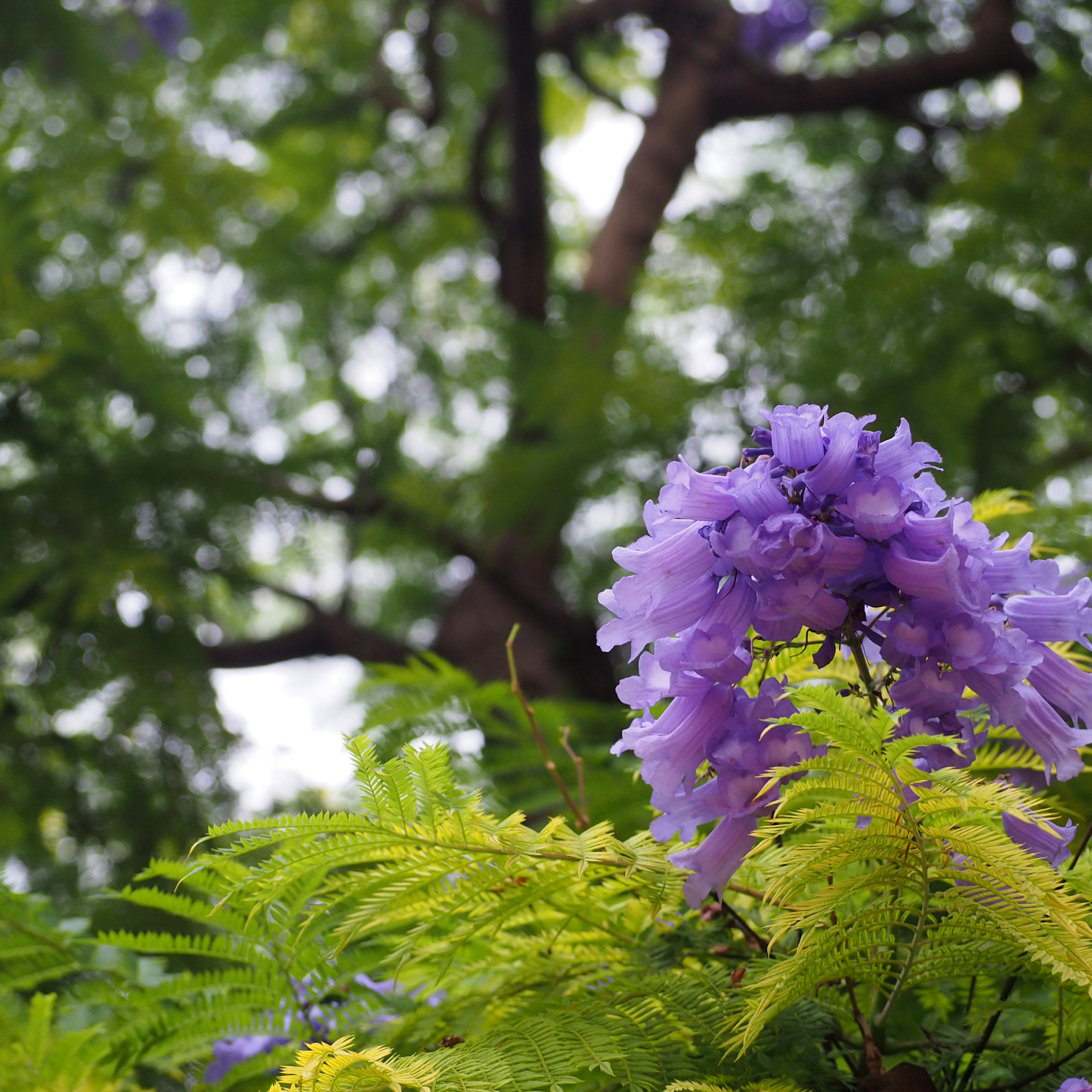 Blue Jacaranda - Jacaranda mimosifolia