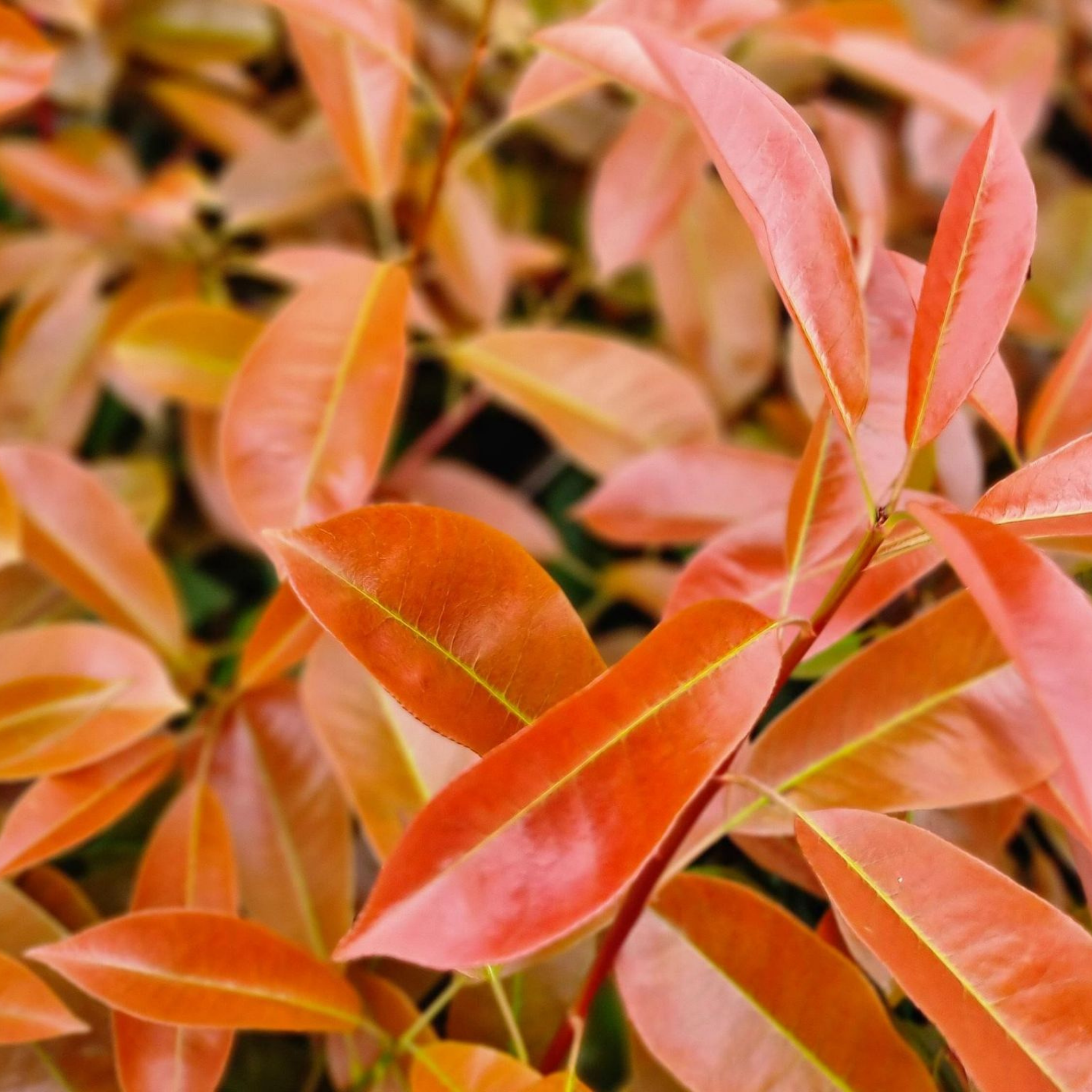 Close-up of orange and red leaves with a blurred background