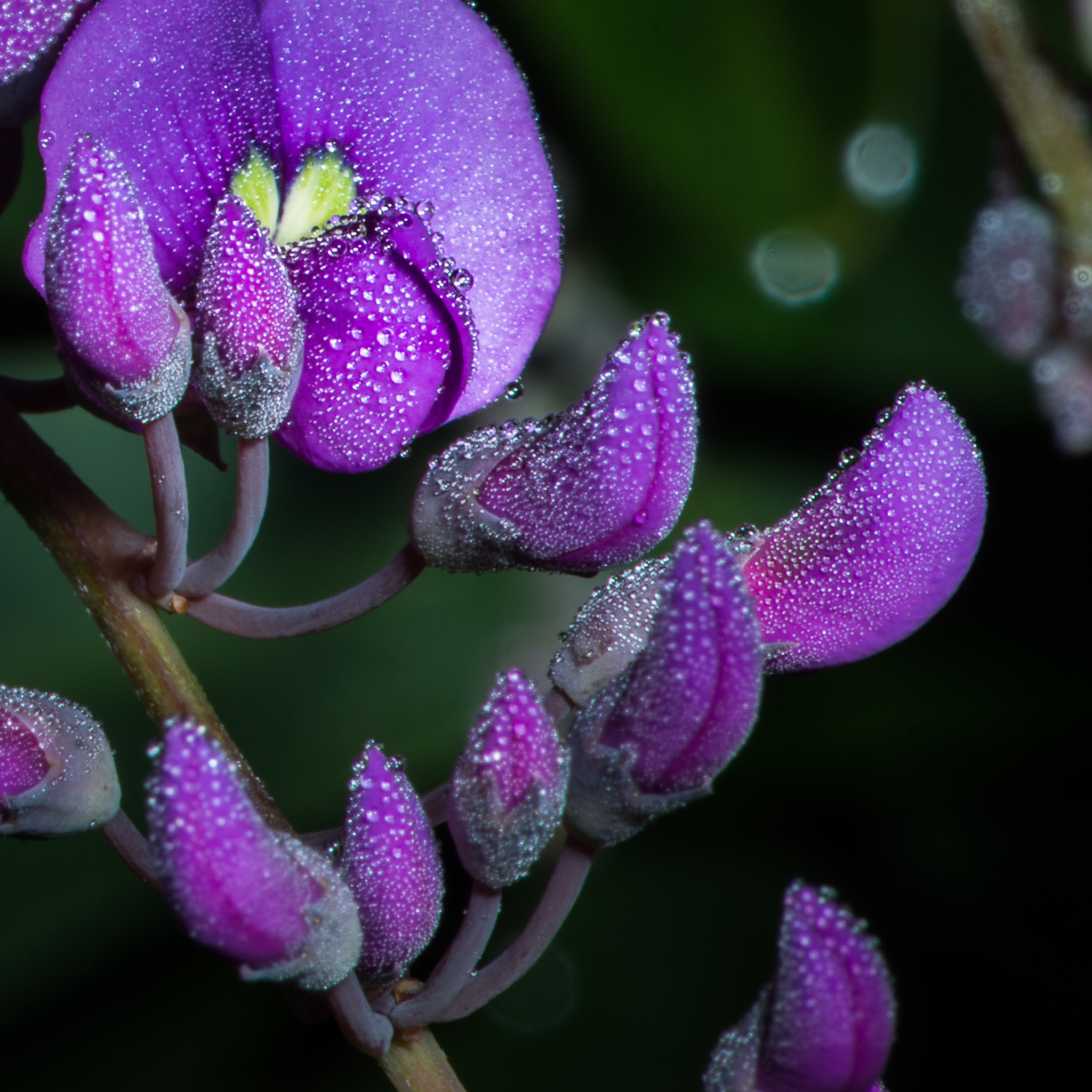 Happy Wanderer Purple Coral Pea - Hardenbergia violacea Meema