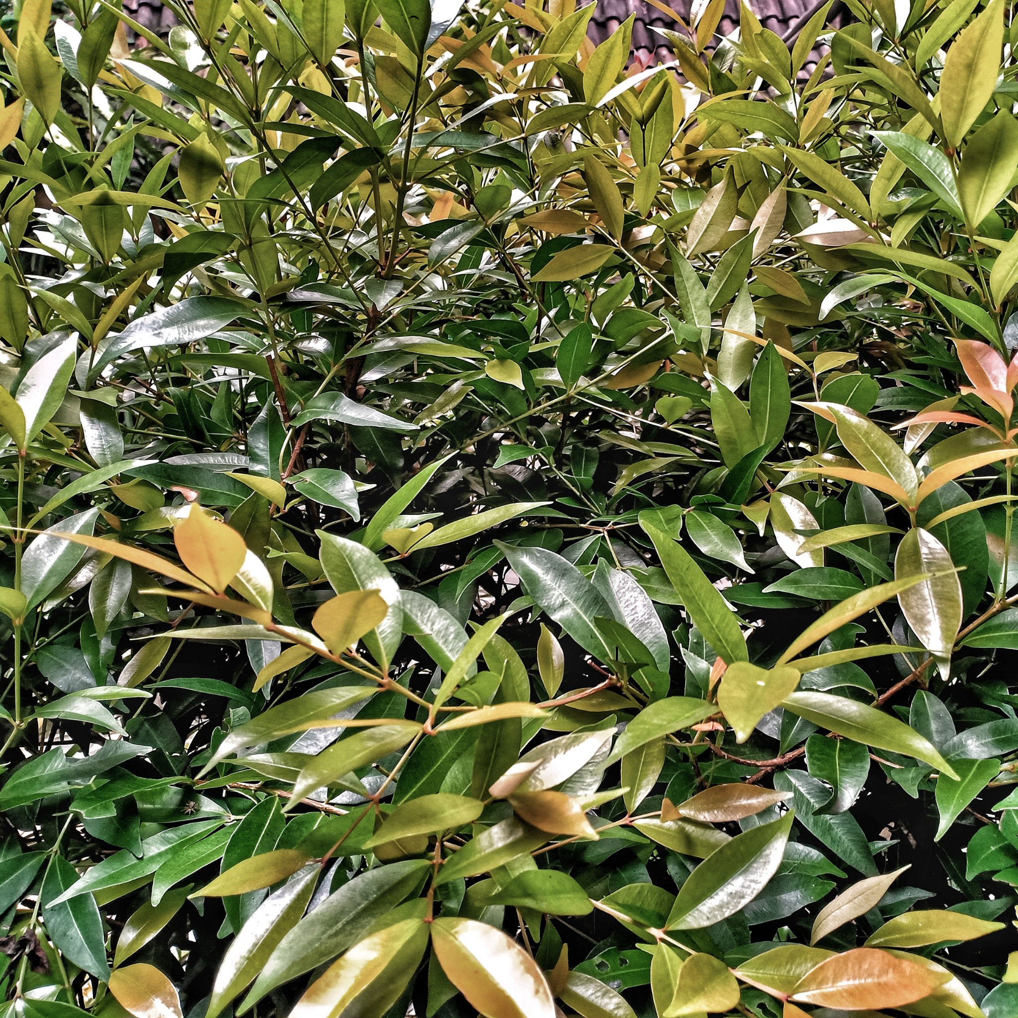 Lilly Pilly Screen It - Syzygium australe Screen It