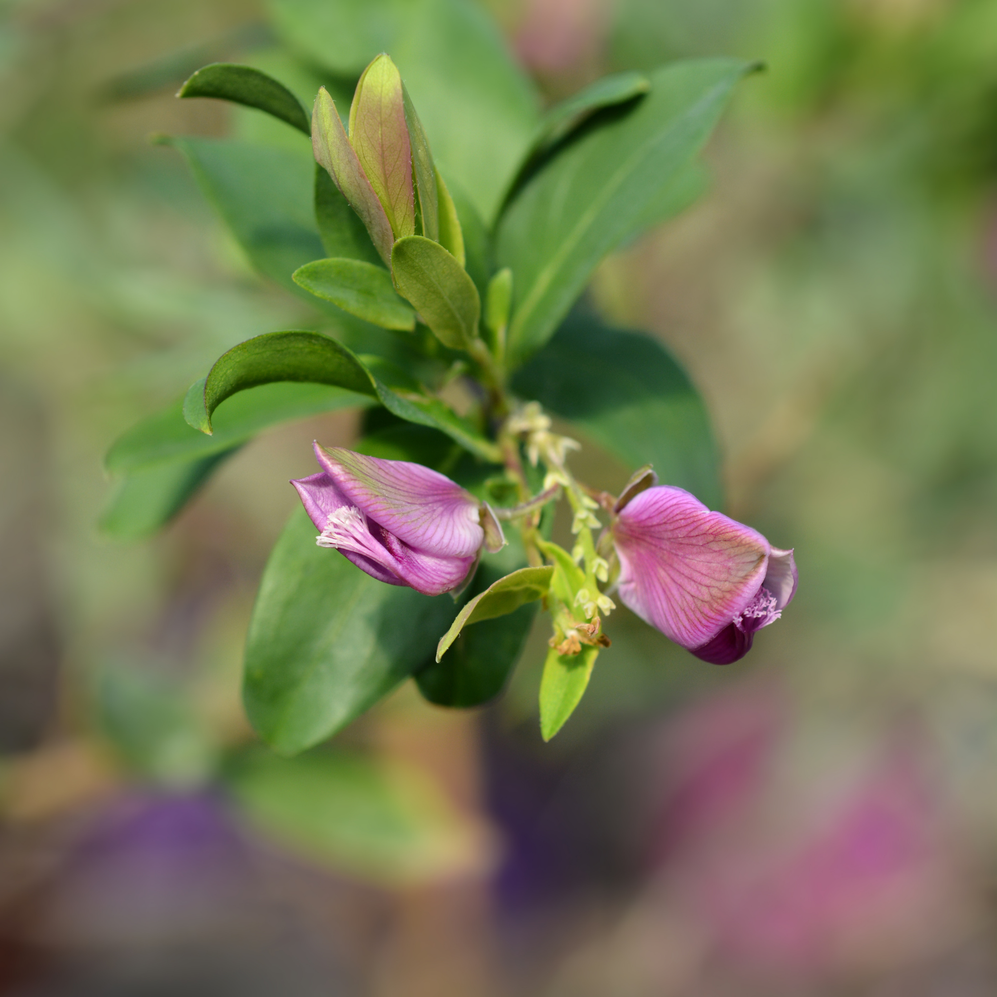 Sweet Pea Shrub - Polygala myrtiflora Grandiflora