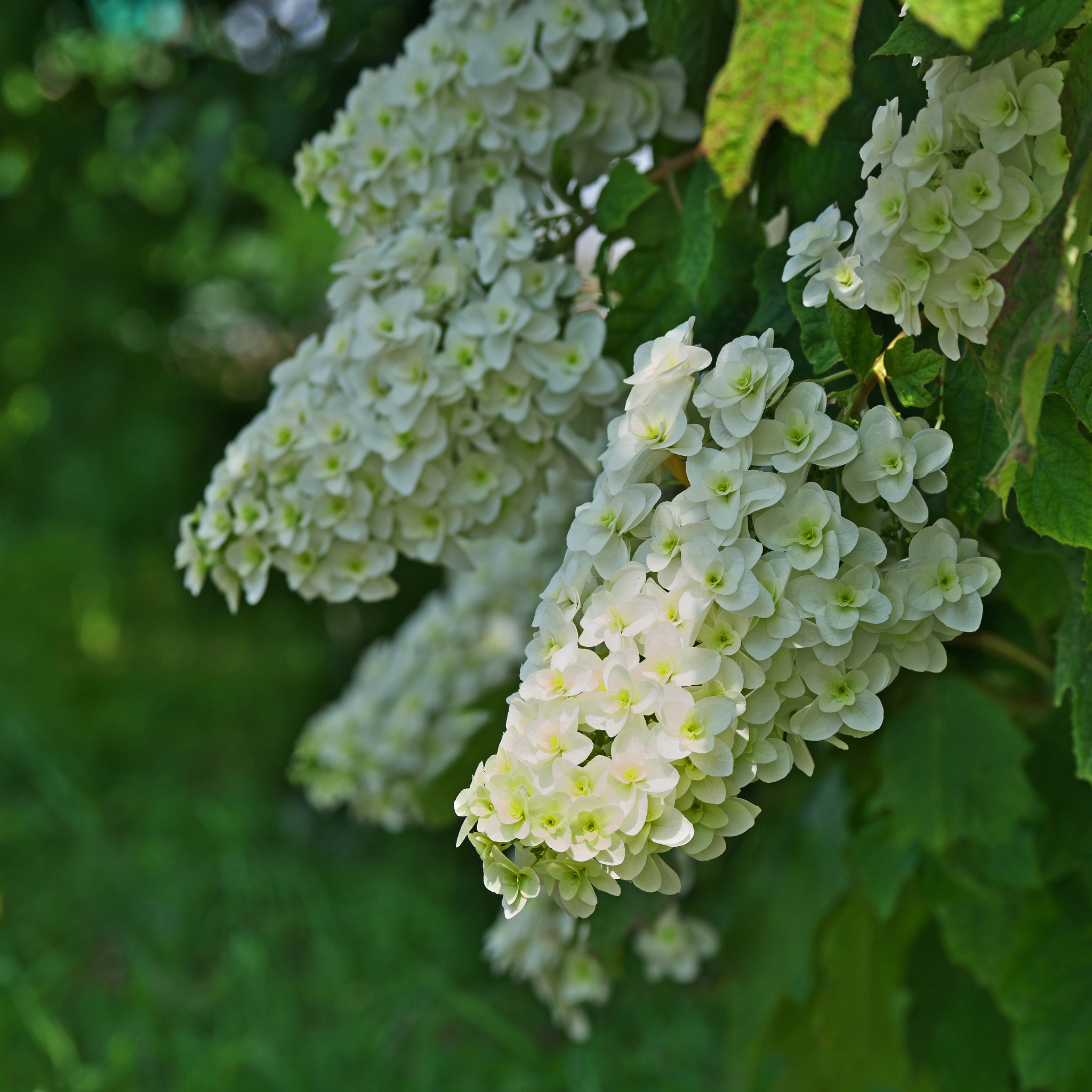 Oakleaf Hydrangea - Hydrangea quercifolia 'Snow Queen'