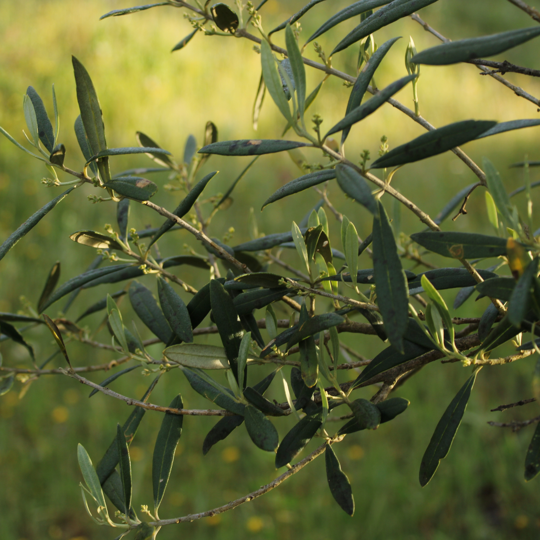 Dwarf Olive Tress - Olea europaea Bambalina
