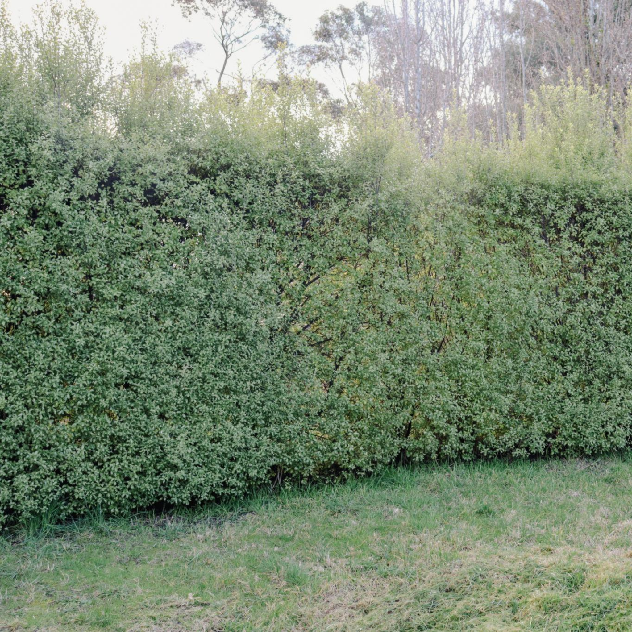Hedge with grass in front and trees in the background