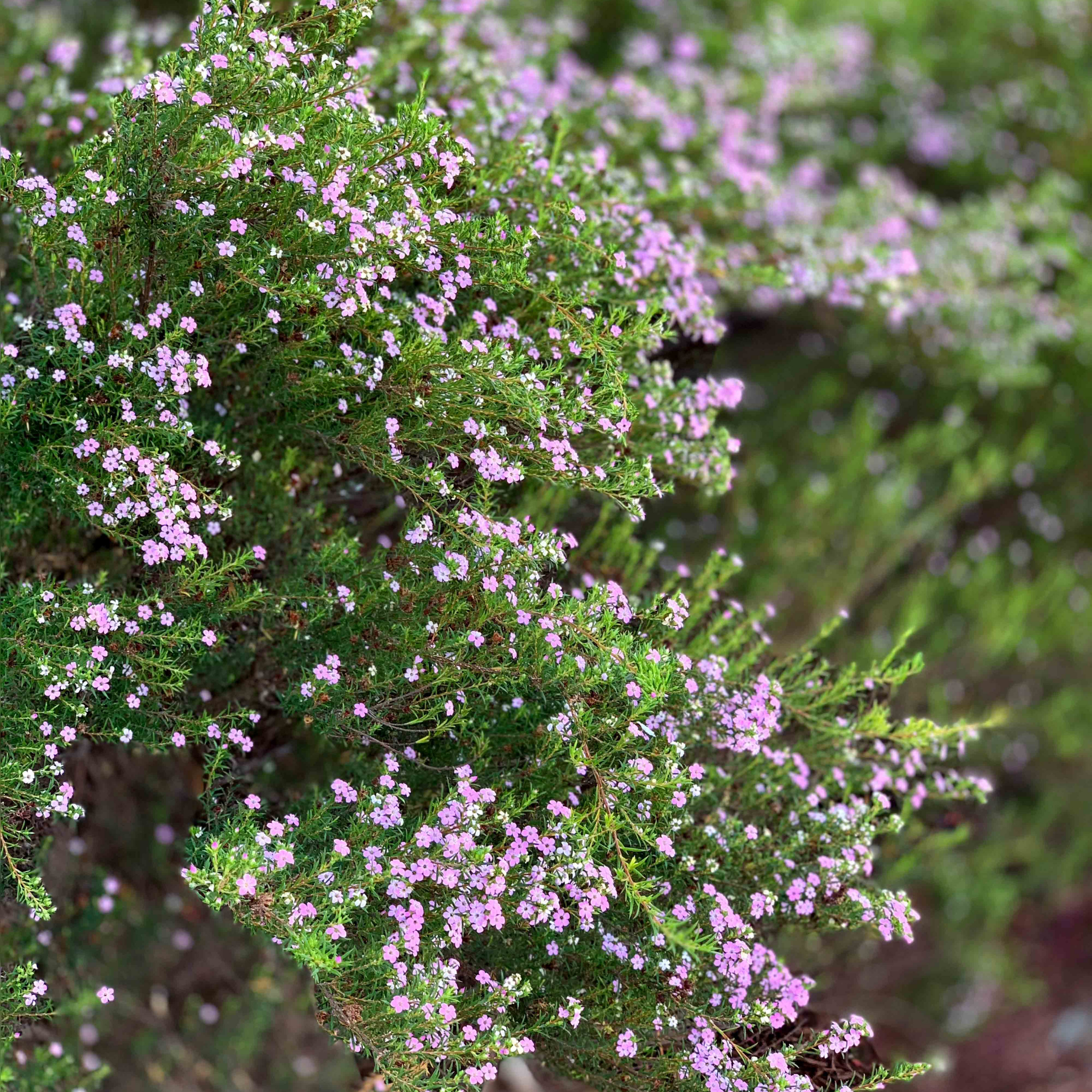 Dwarf Diosma - Coleonema pulchellum Compacta