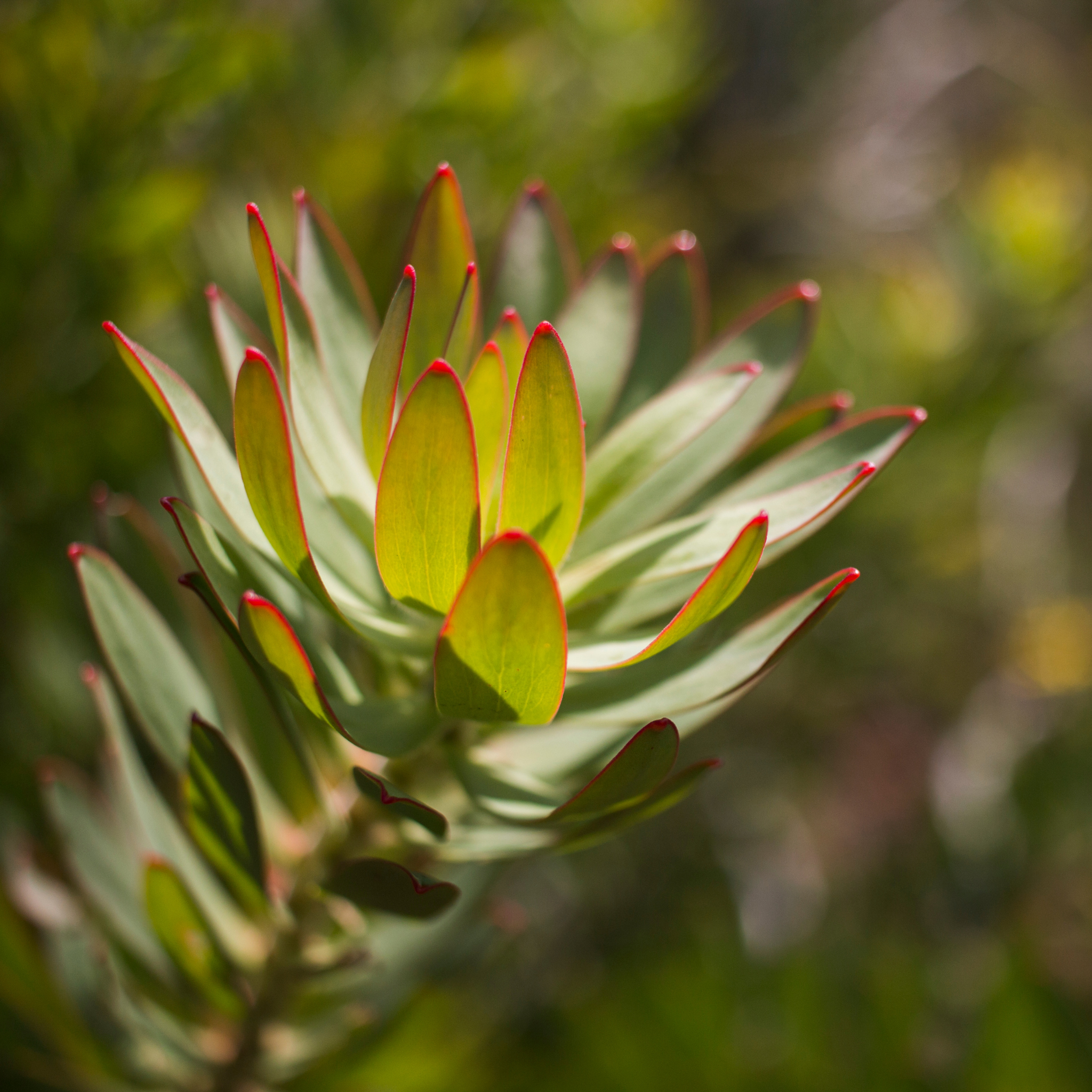 Yellow Conebush - Leucadendron hybrida Sundance