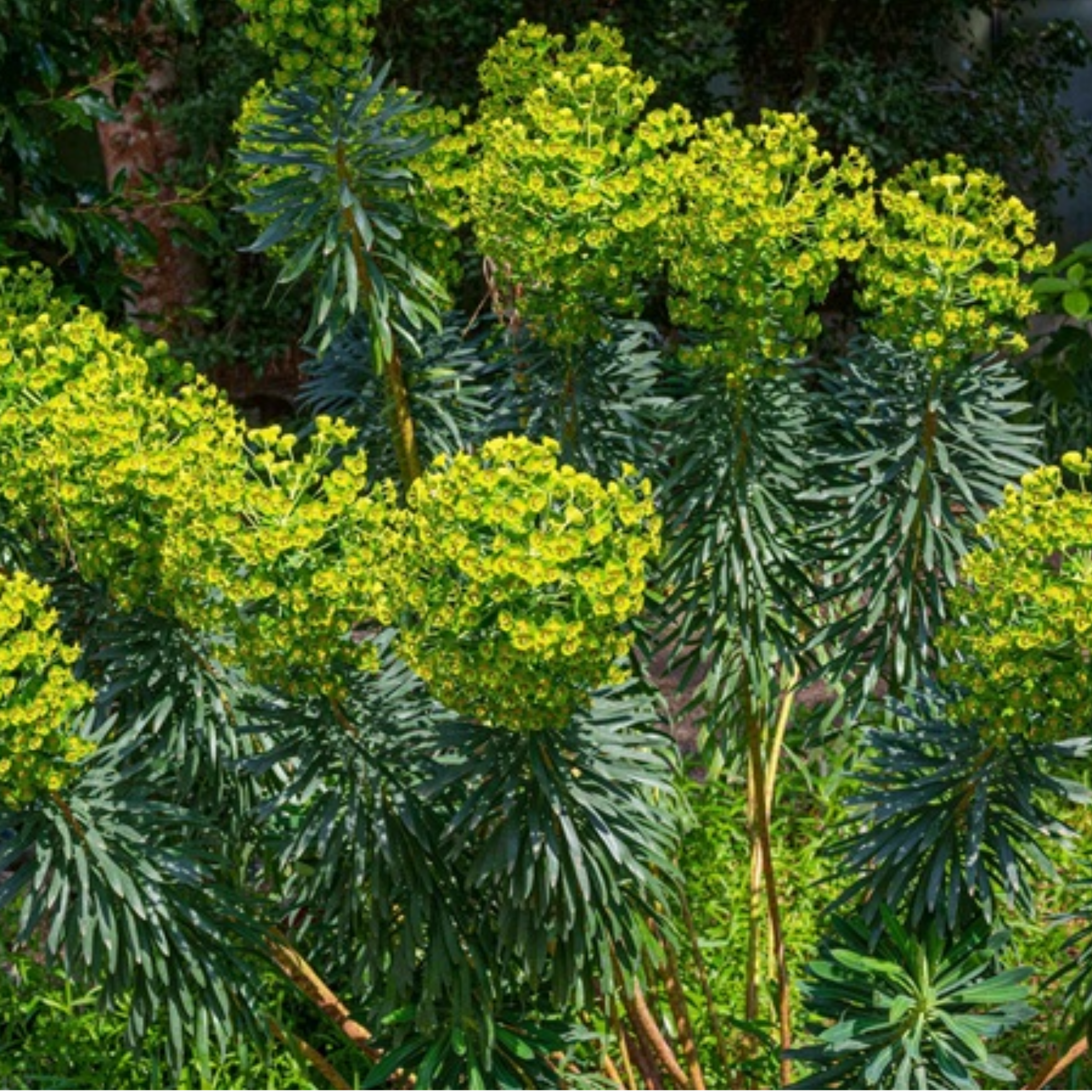 Mediterranean Spurge - Euphorbia characias wulfenii