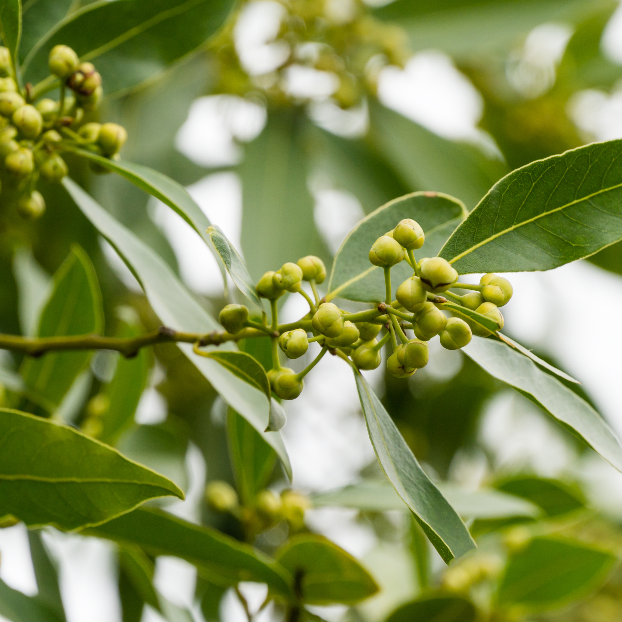 Bay Laurel Tree - Laurus nobilis