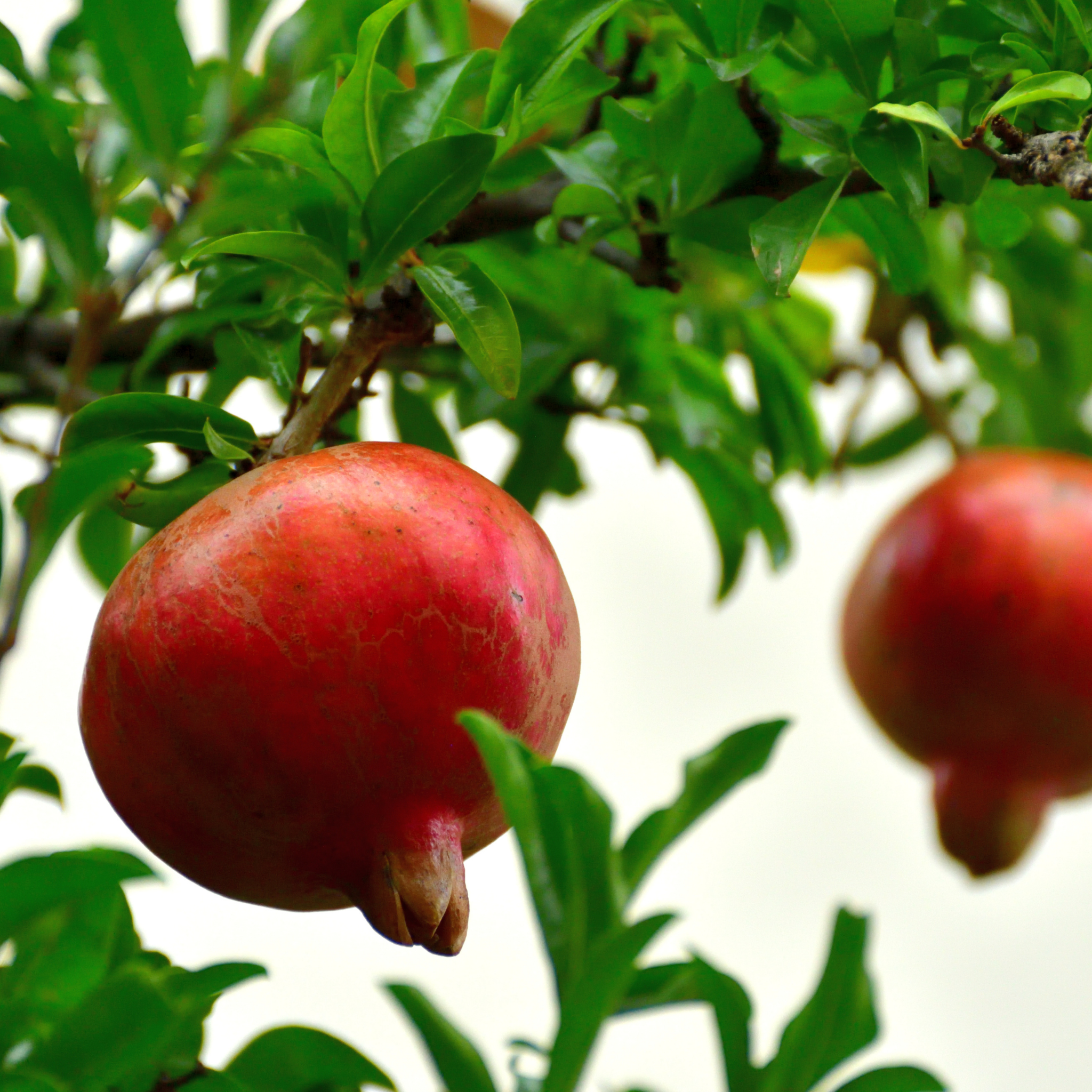 Pomegranate Tree - Punica granatum Wonderful