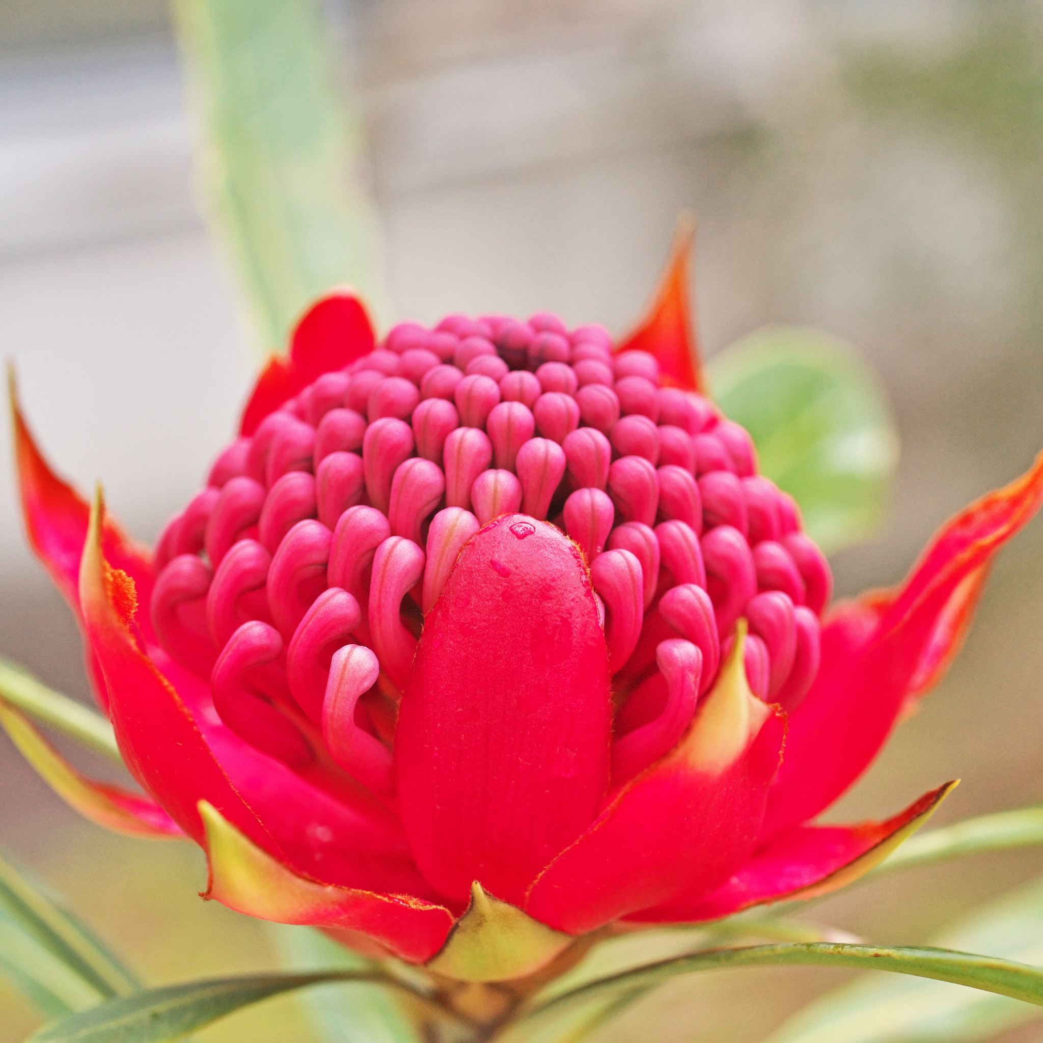 Waratah Shady Lady Red - Telopea speciosissima oreade Shady Lady Red
