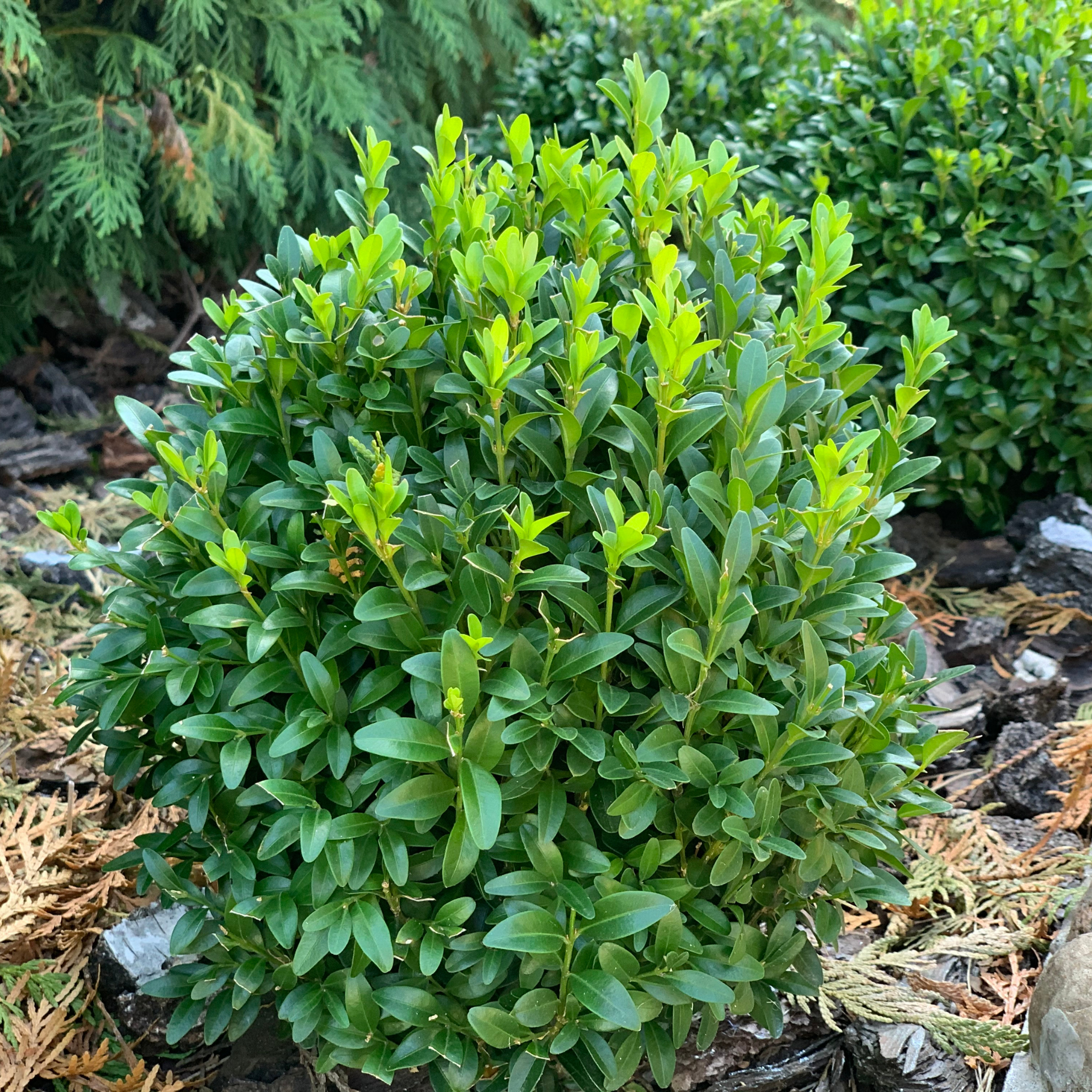 Green bush in a garden setting with mulch and other plants.