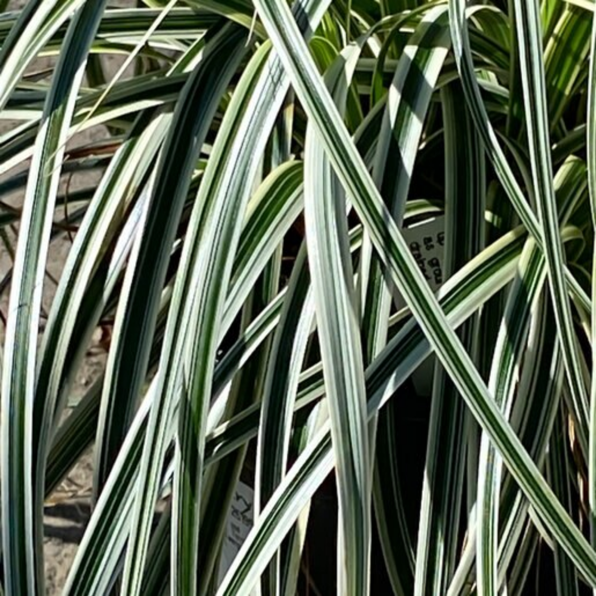 Close-up of a plant with green and white striped leaves.