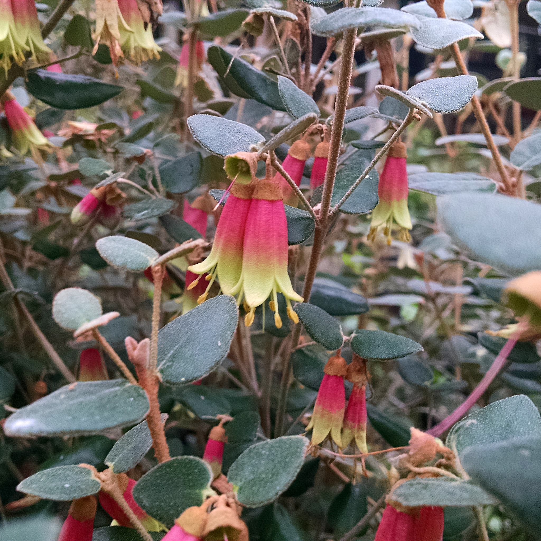Native Fushsia - Correa pulchella Little Cate
