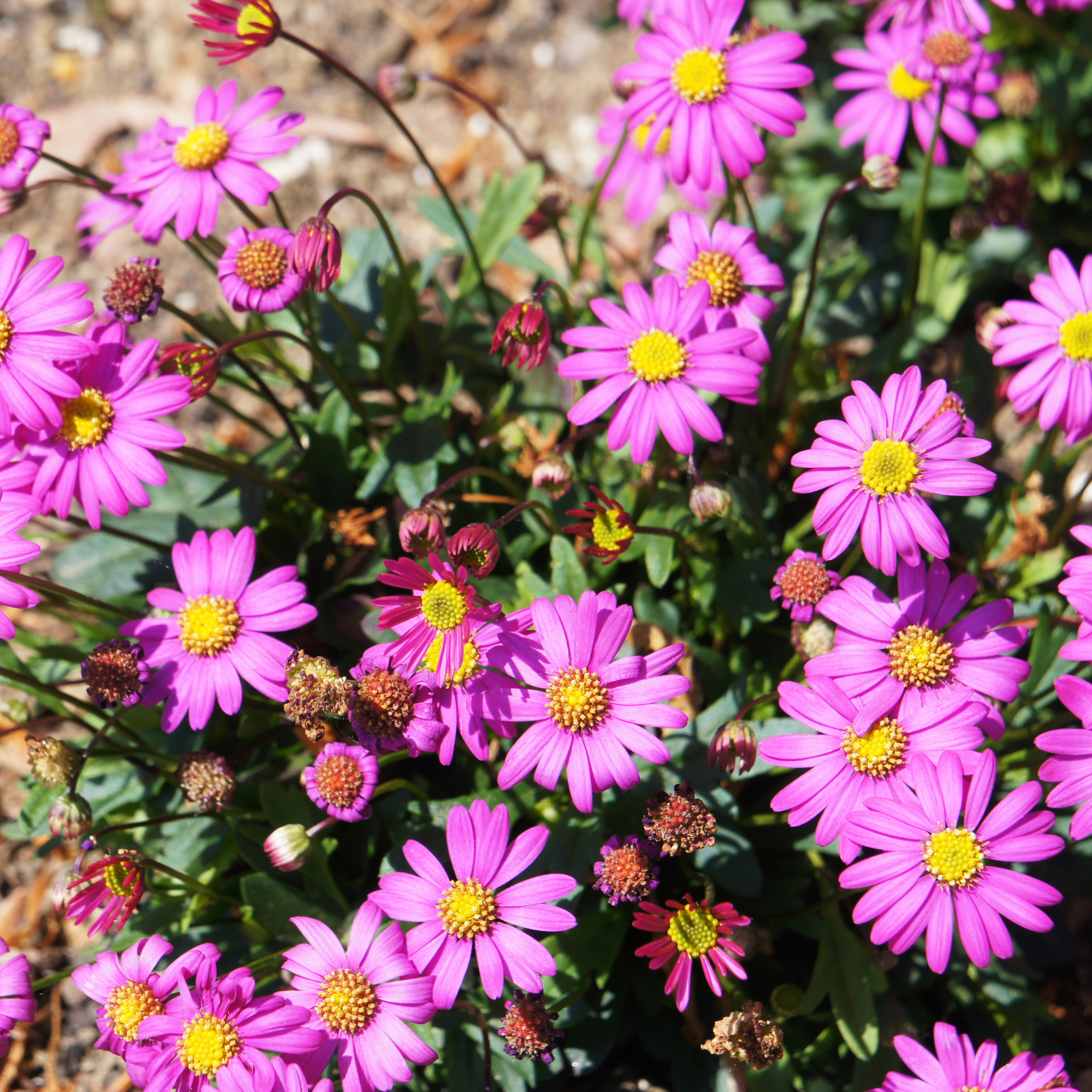 Cut Leaf Daisy Break O Day - Brachyscome multifida Break O Day
