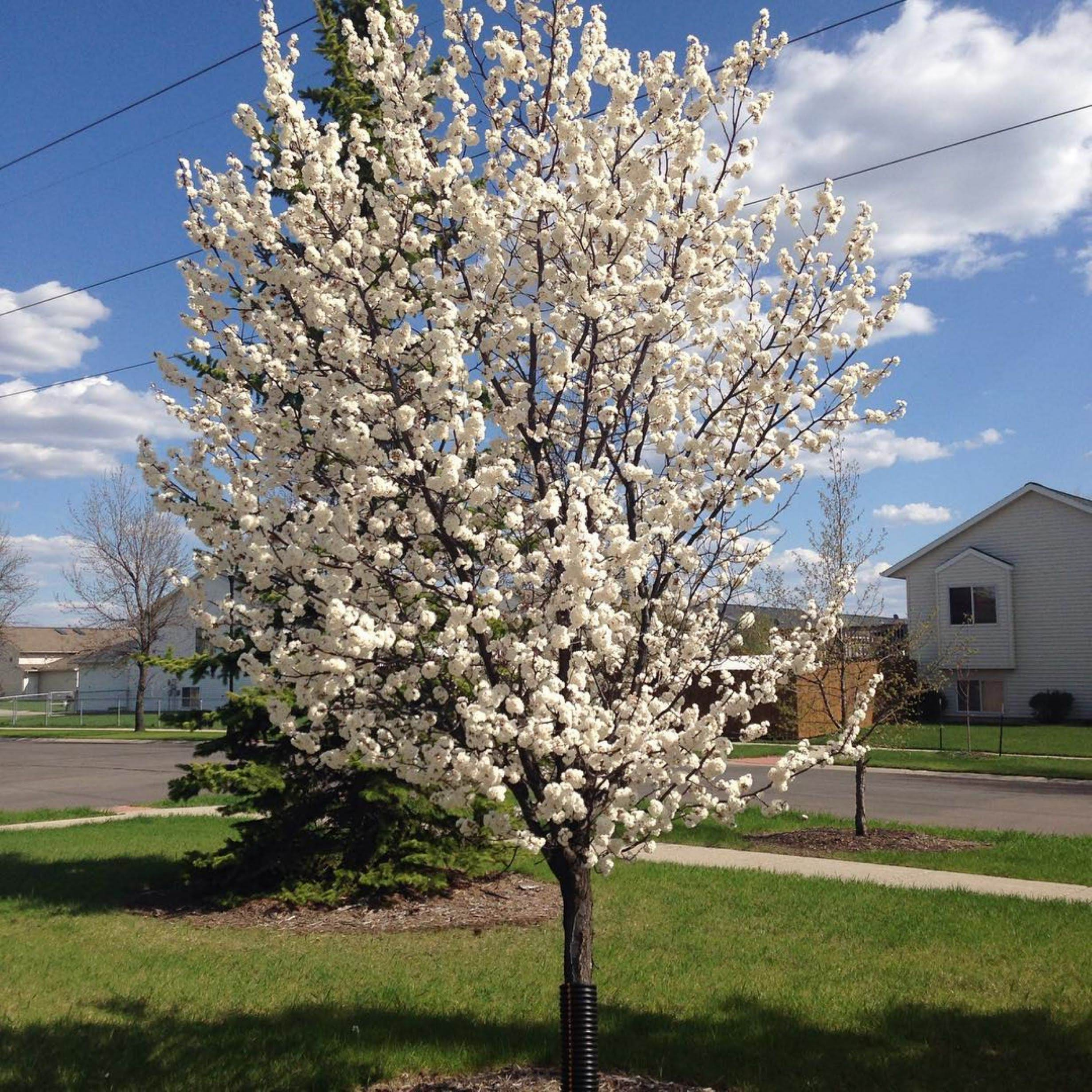 Ornamental Pear Southworth Dancer - Pyrus betulaefolia Southworth Dancer
