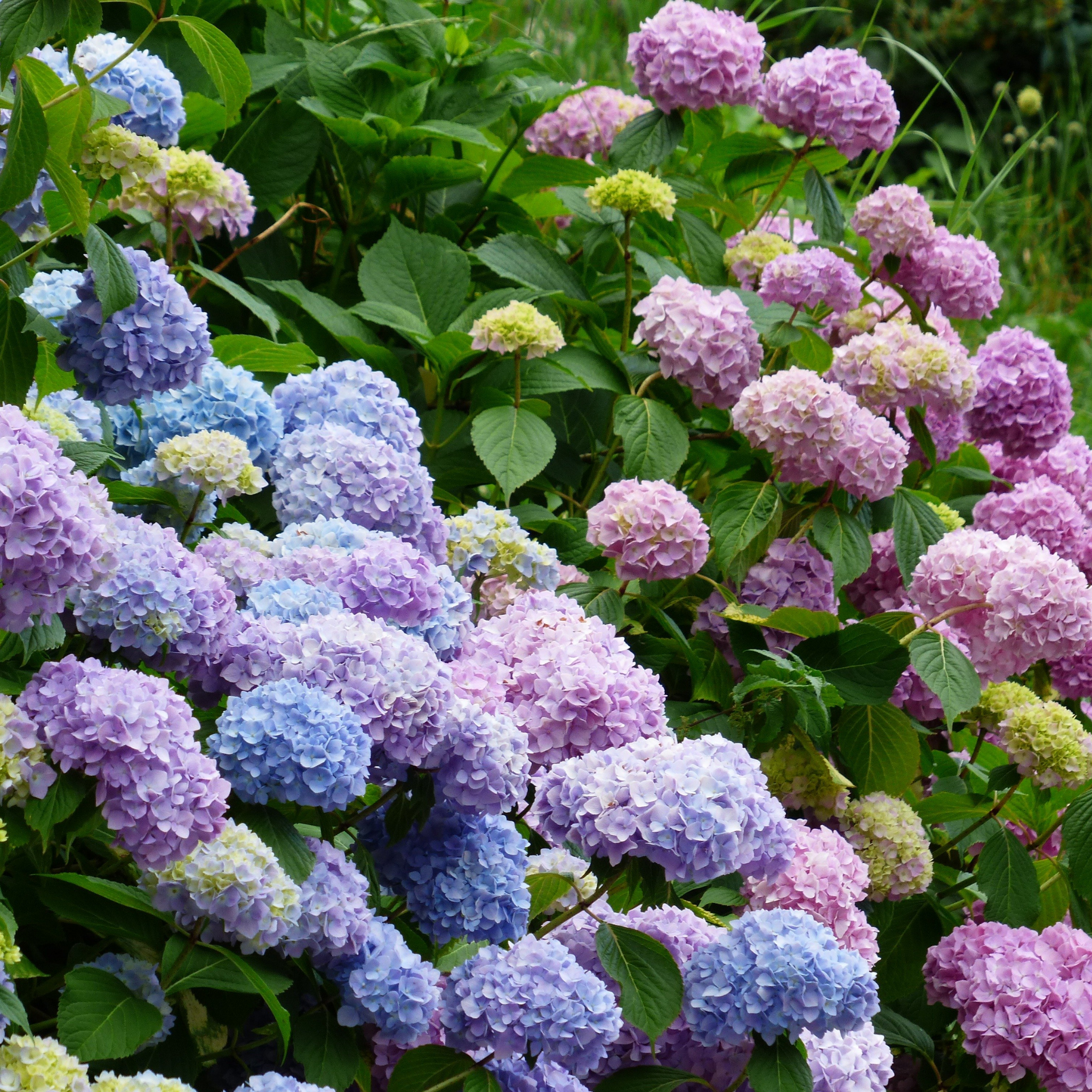 Big Leaf Hydrangea - Hydrangea macrophylla