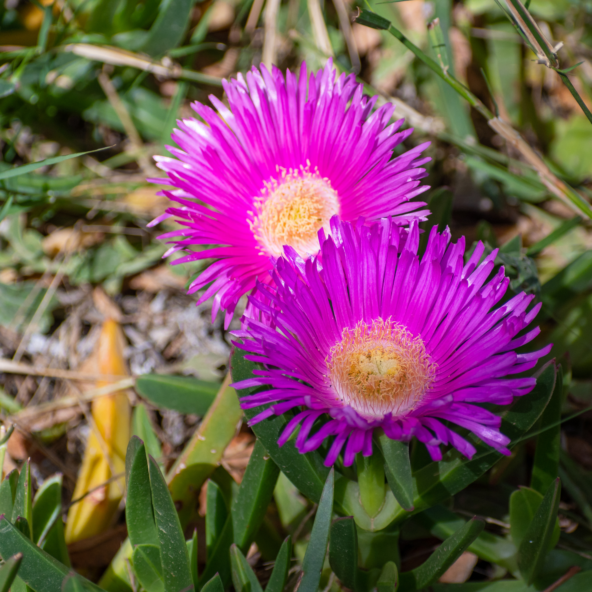Pigface/Sea Fig - Carpobrotus glaucescens