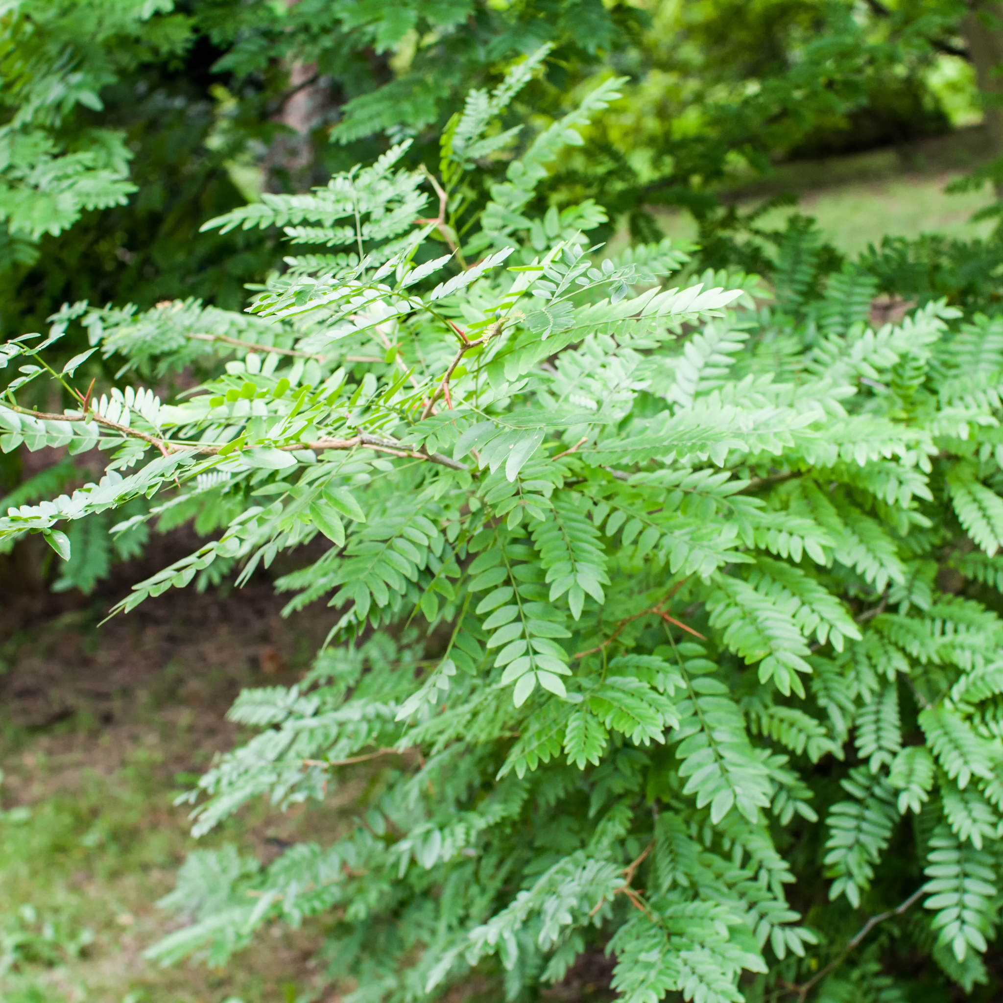 Golden Honey Locust - Gleditsia triacanthos inermis Sunburst