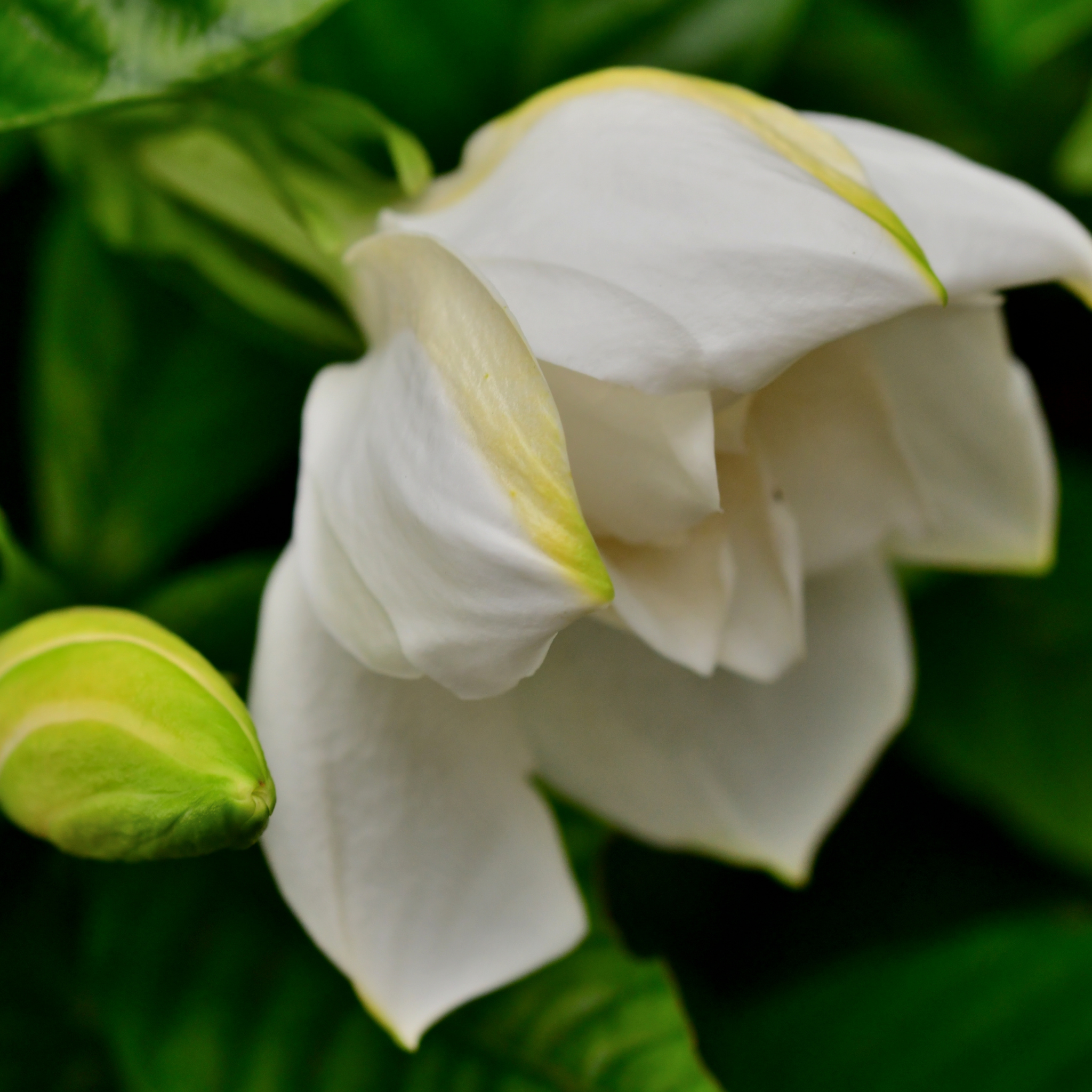 Fragrant Gardenia Florida - Gardenia augusta Florida