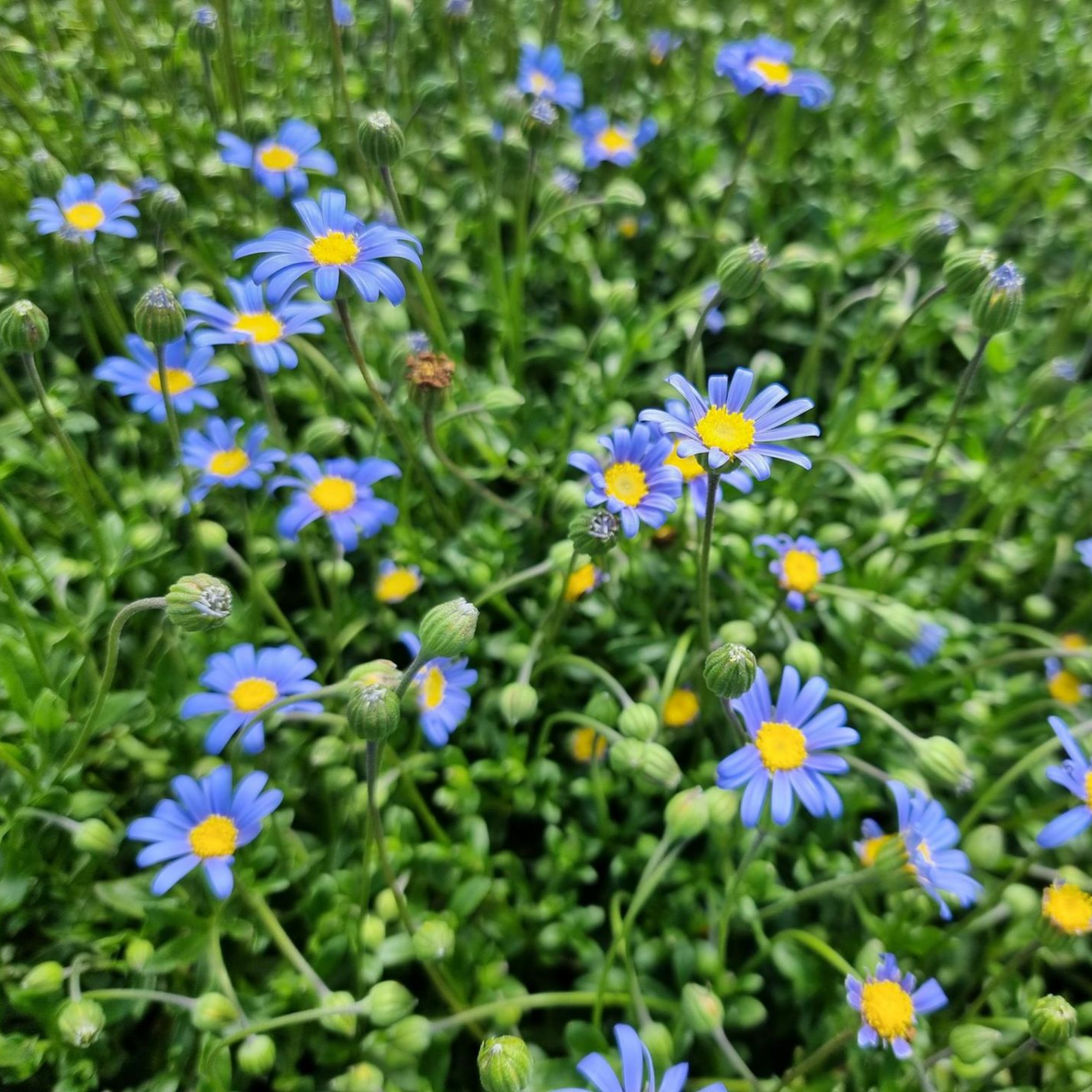 Blue Marguerite - Felicia amelloides