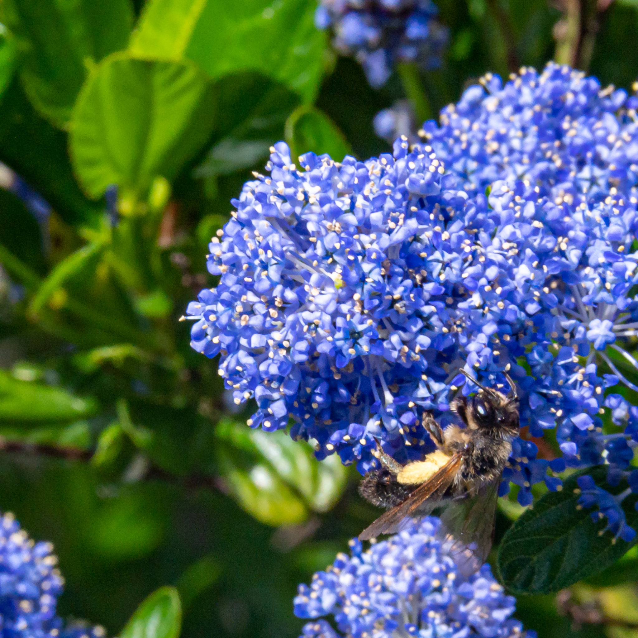 California Lilac - Ceanothus griseus horizontalis Yankee Point