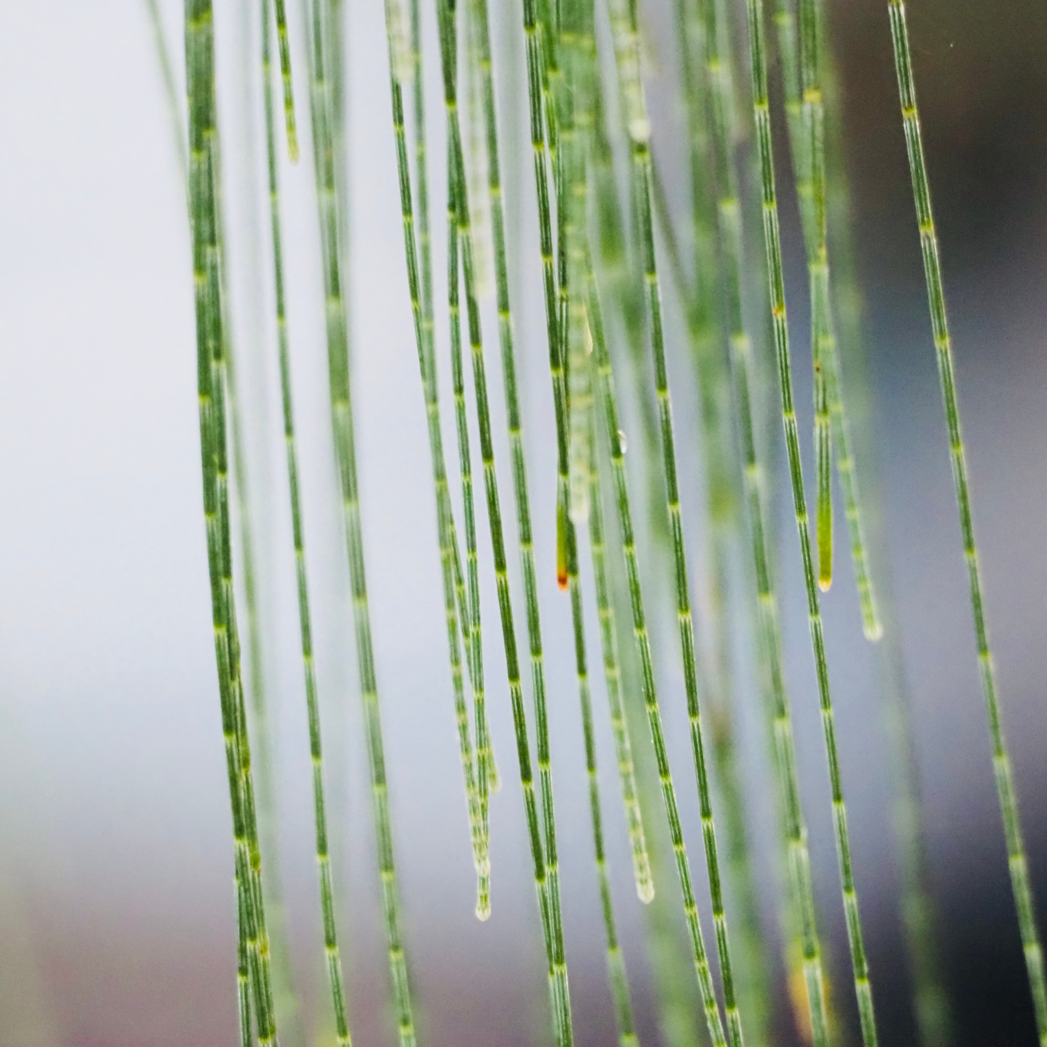 Groundcover Sheoak - Casuarina glauca Cousin It