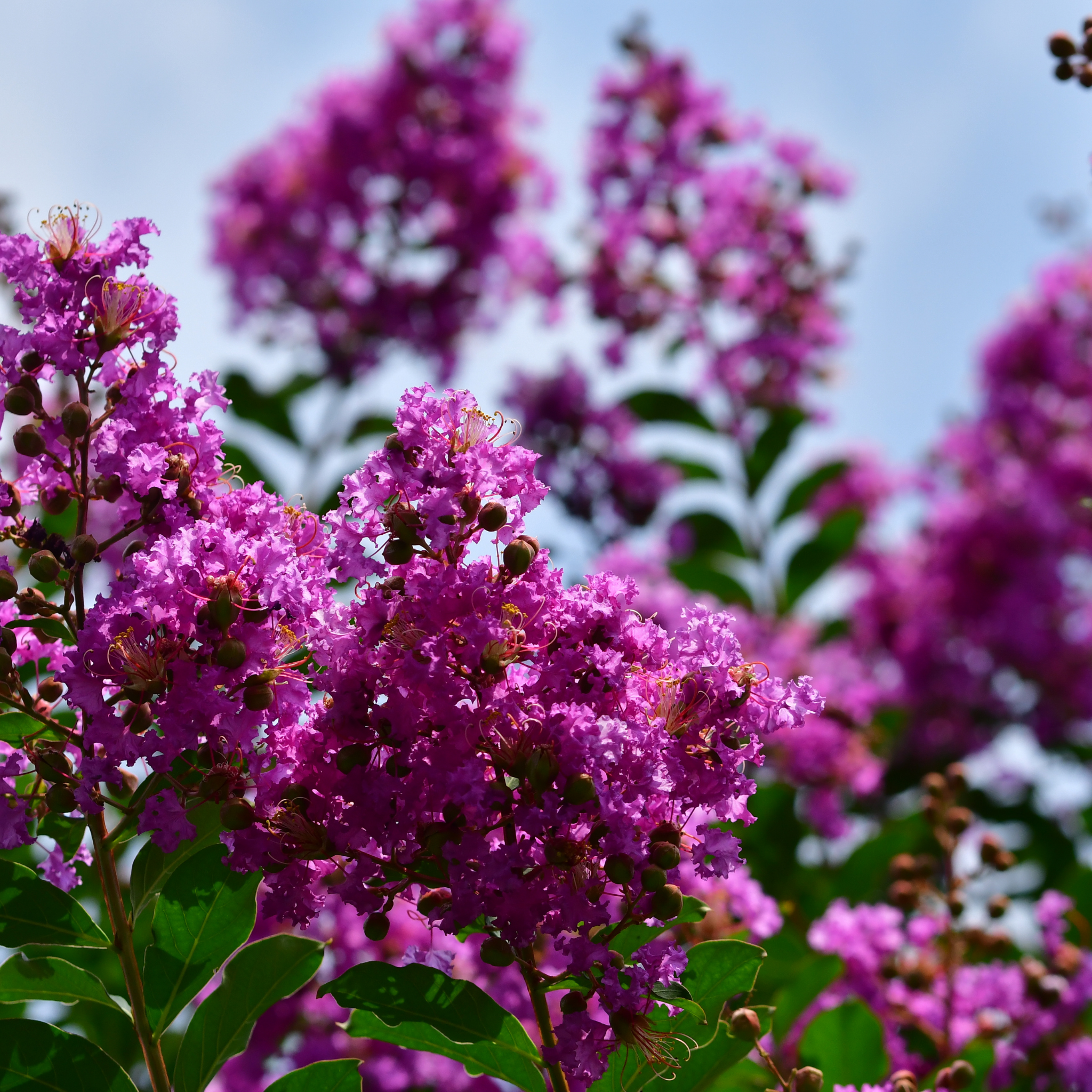 Purple Crepe Myrtle 'Zuni' - Lagerstroemia indica fauriei Zuni