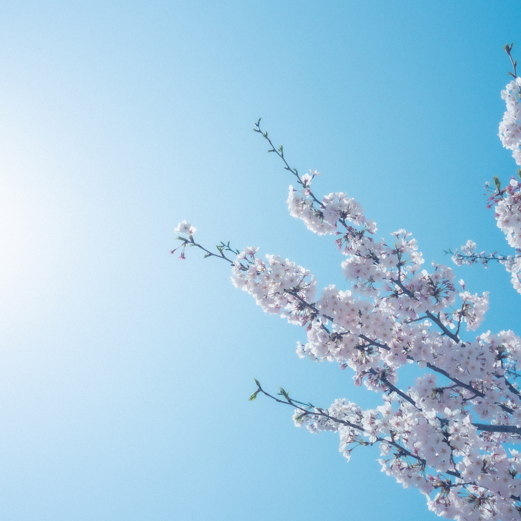 Weeping Japanese Flowering Cherry - Prunus serrulata 'Mt Fuji'