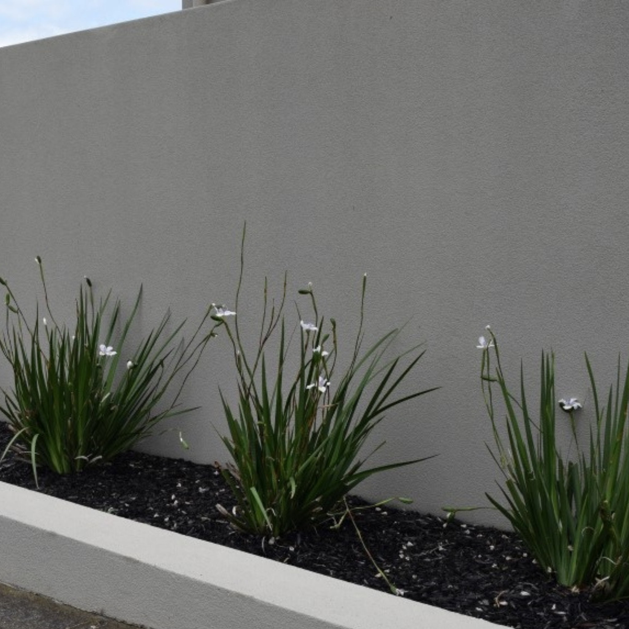 Large Wild Iris - Dietes grandiflora