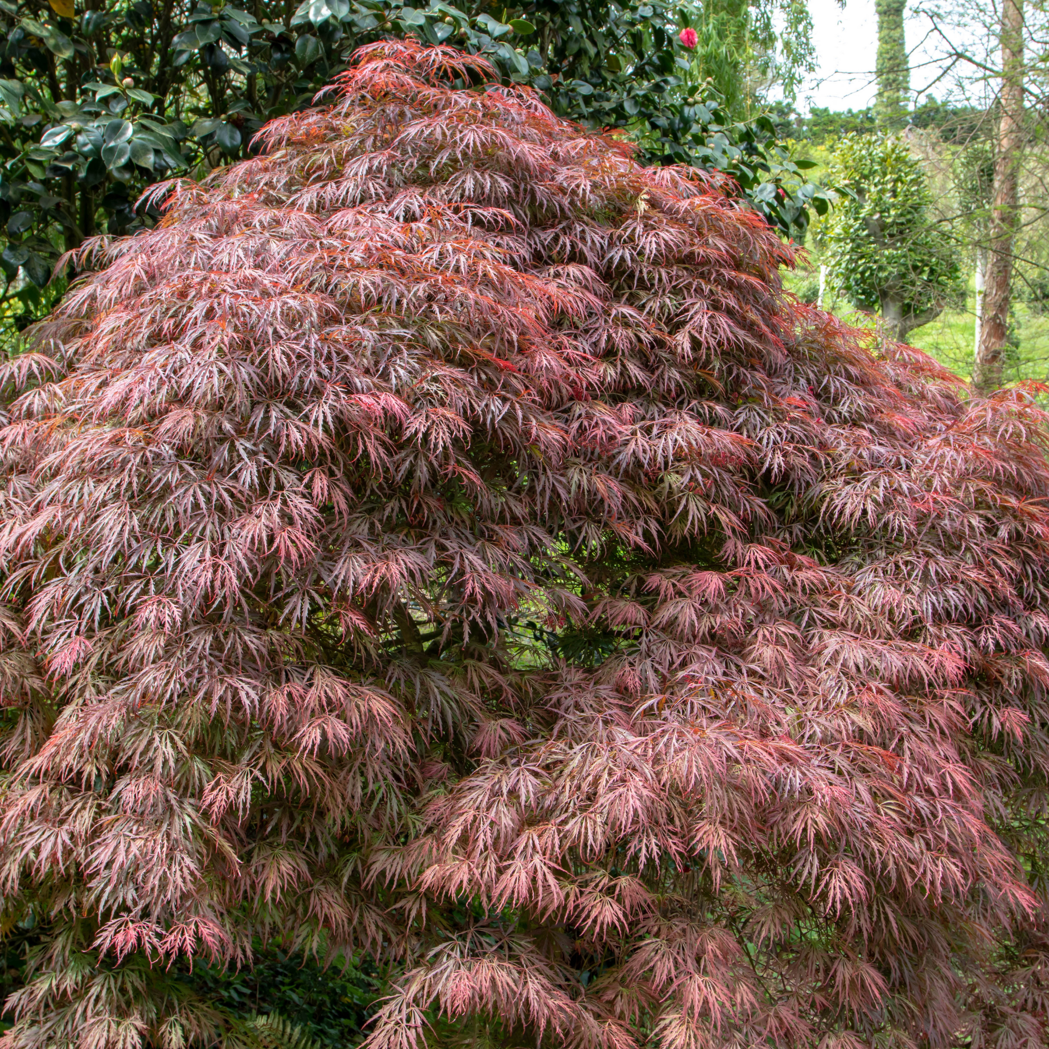 Weeping Japanese Maple - Acer palmatum Dissectum