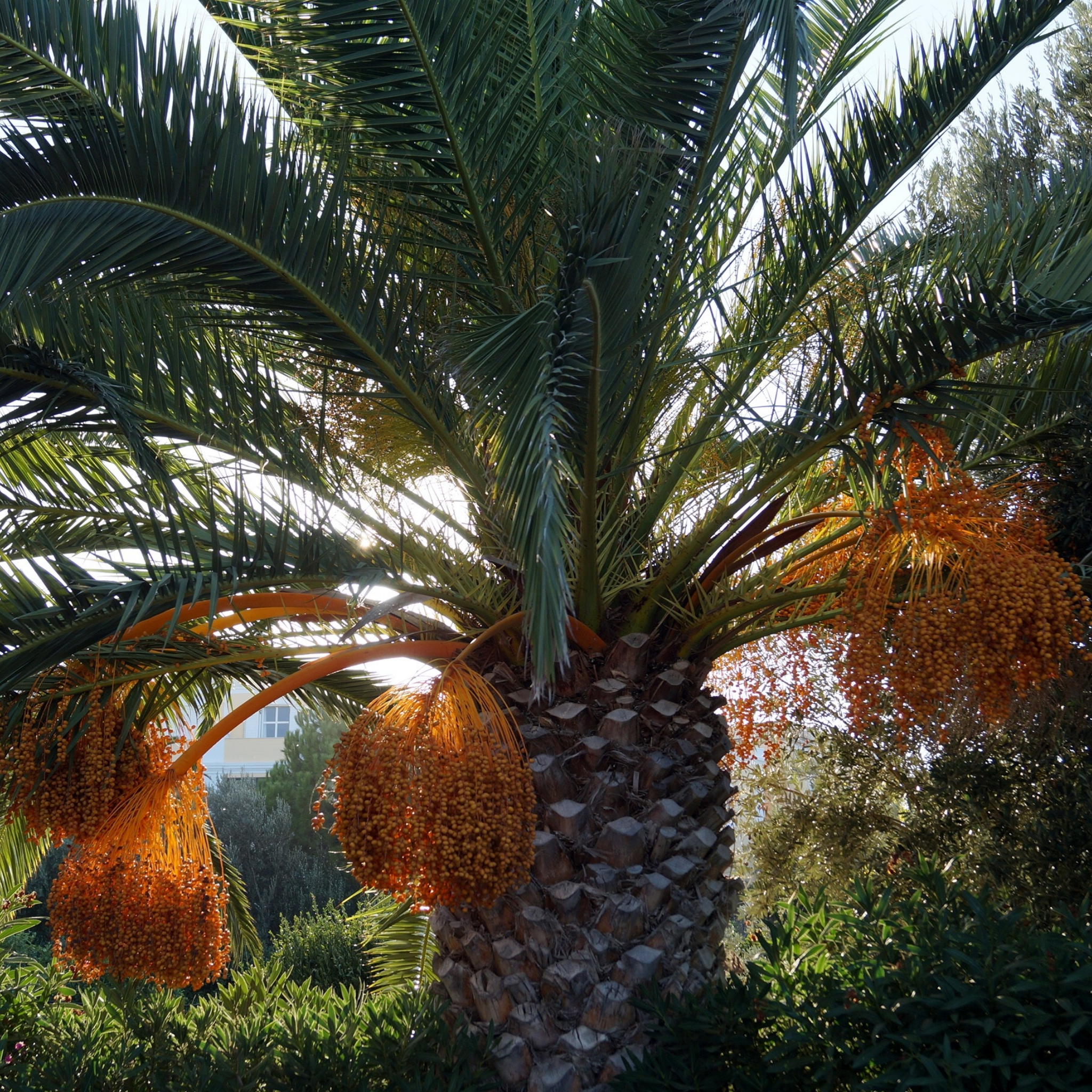 Palm tree with clusters of orange fruits in a natural setting
