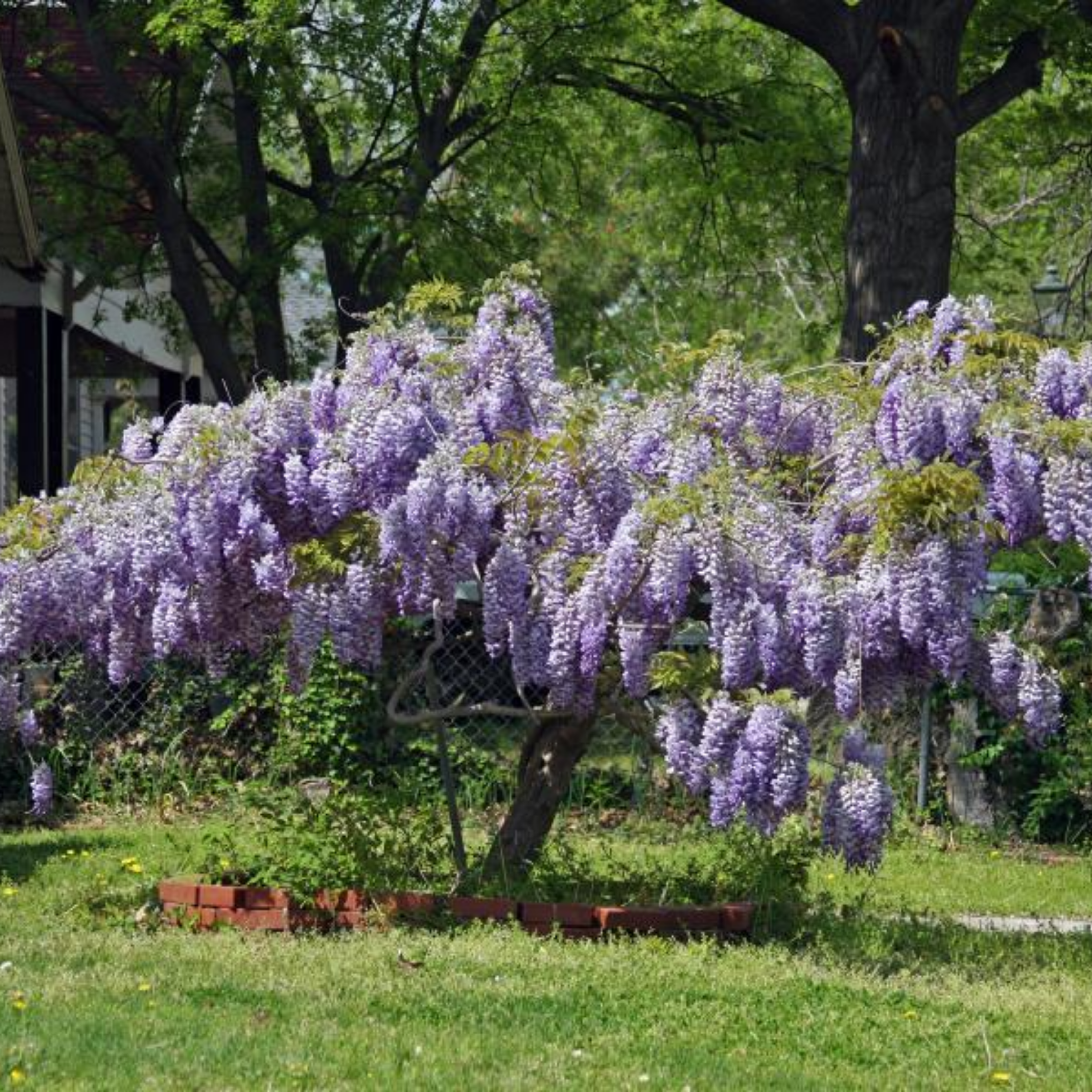 Chinese Wisteria - Wisteria sinensis